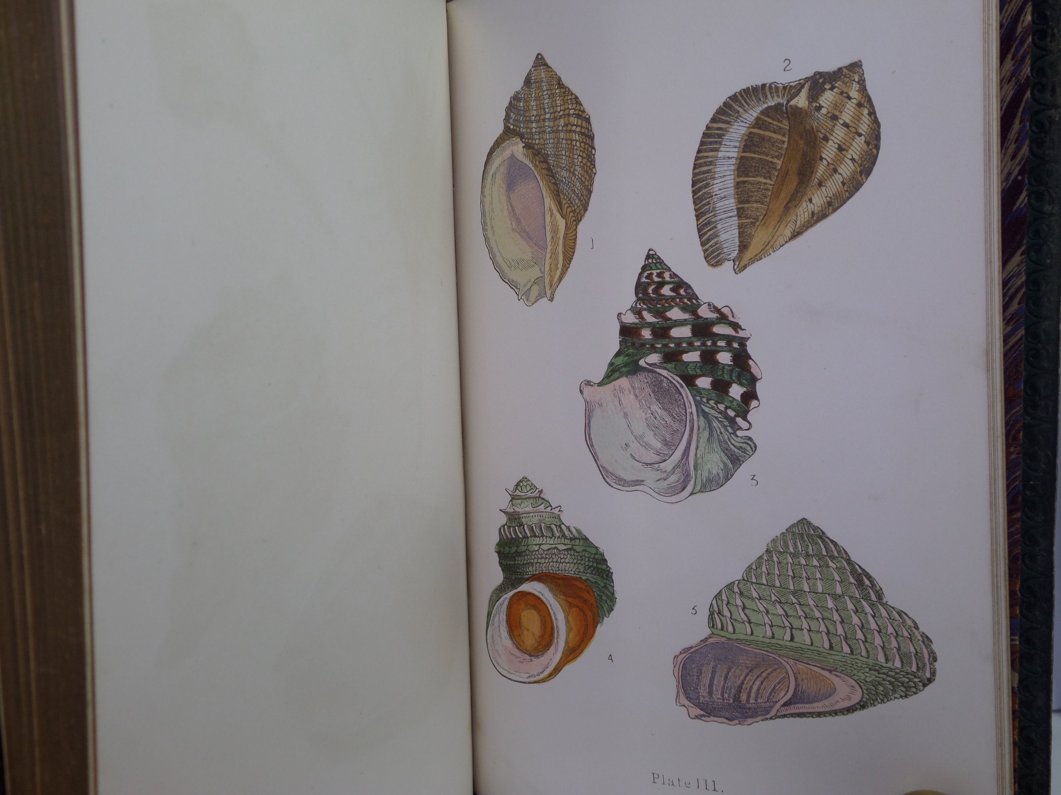BEAUTIFUL SHELLS; THEIR NATURE, STRUCTURE & USES 1871 HENRY ADAMS, FINE BINDING