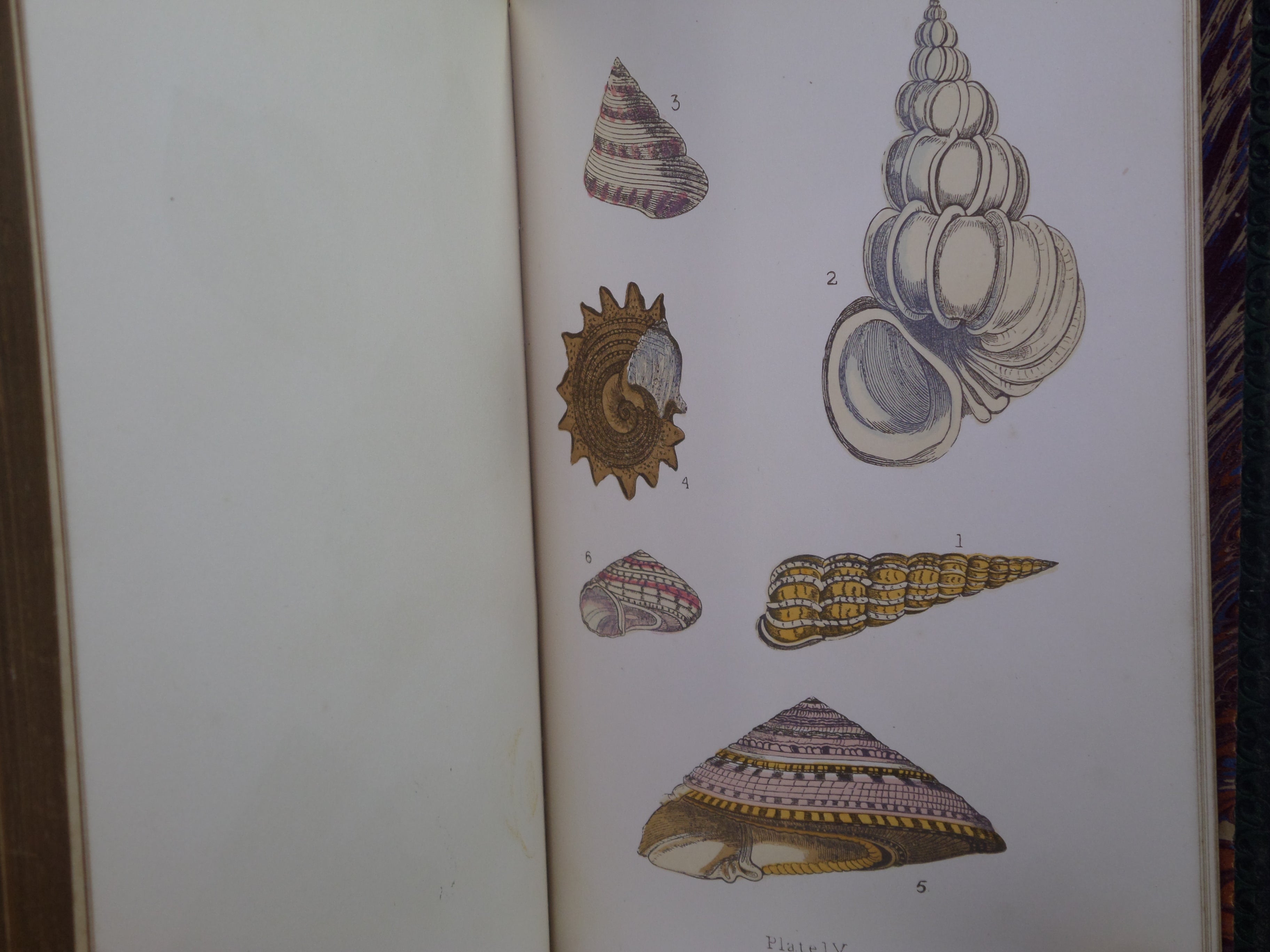 BEAUTIFUL SHELLS; THEIR NATURE, STRUCTURE & USES 1871 HENRY ADAMS, FINE BINDING
