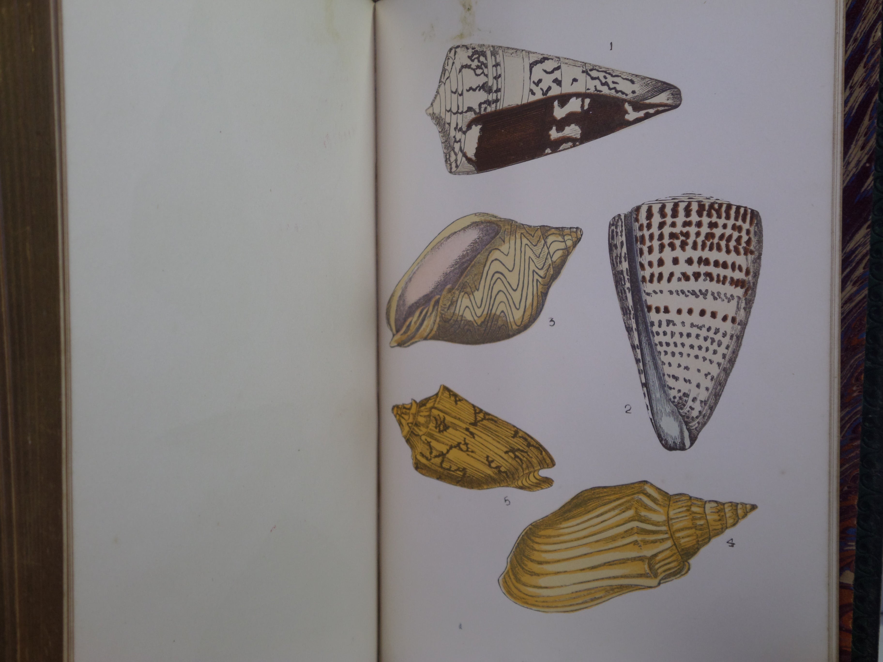 BEAUTIFUL SHELLS; THEIR NATURE, STRUCTURE & USES 1871 HENRY ADAMS, FINE BINDING