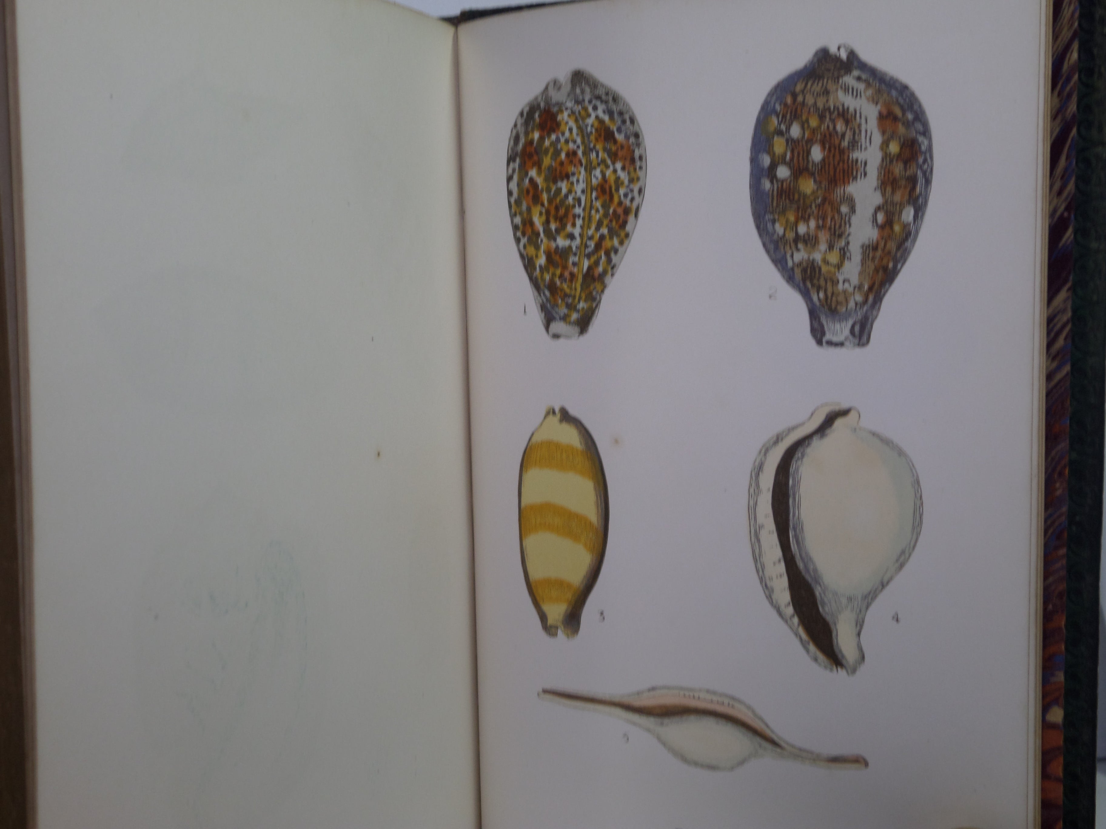 BEAUTIFUL SHELLS; THEIR NATURE, STRUCTURE & USES 1871 HENRY ADAMS, FINE BINDING