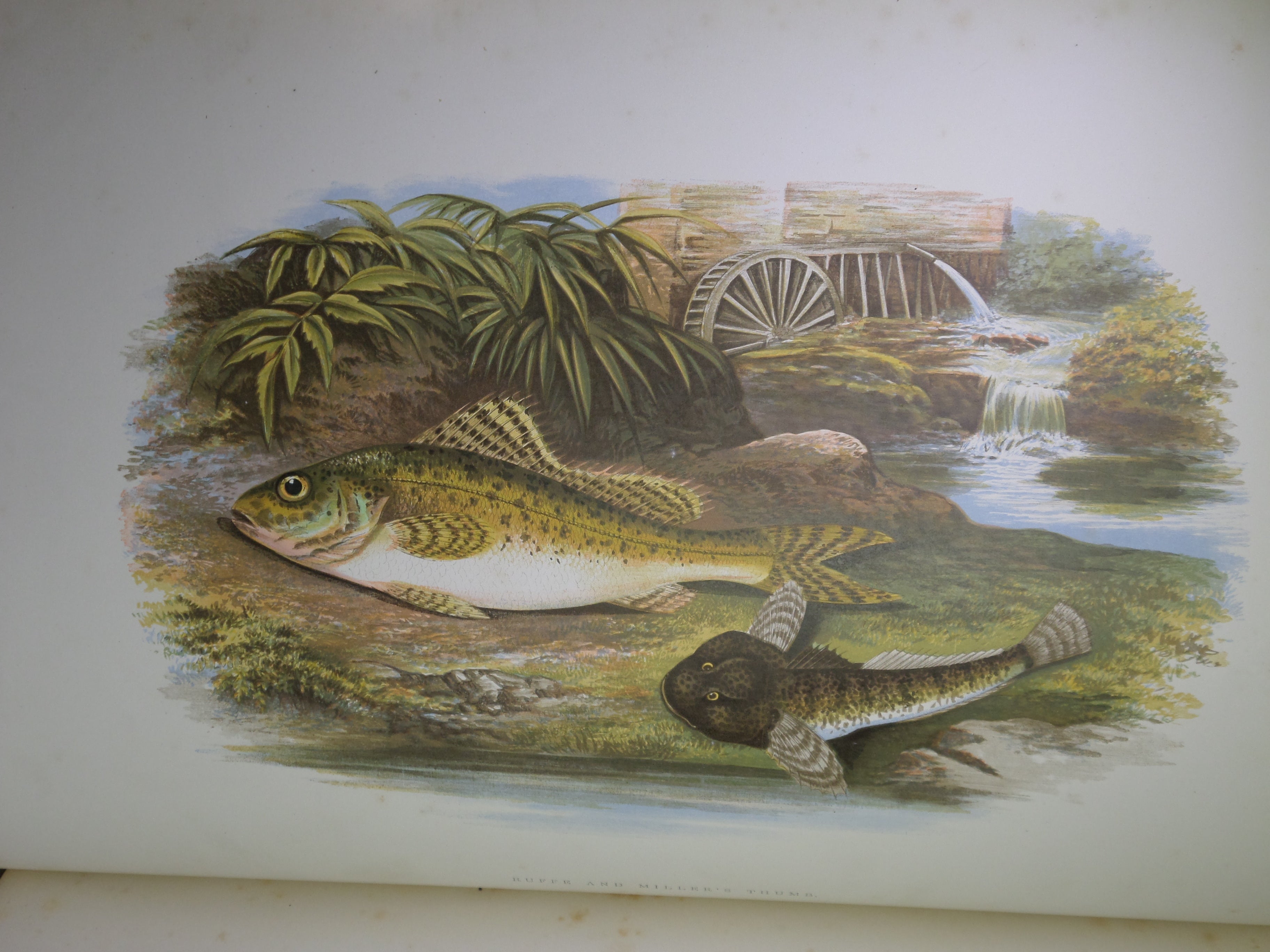 BRITISH FRESH-WATER FISHES BY WILLIAM HOUGHTON 1879 FIRST EDITION IN TWO VOLUMES