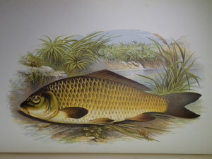 BRITISH FRESH-WATER FISHES BY WILLIAM HOUGHTON 1879 FIRST EDITION IN TWO VOLUMES