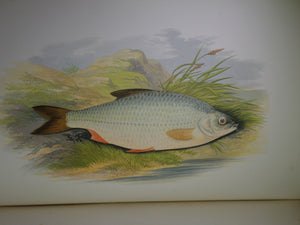 BRITISH FRESH-WATER FISHES BY WILLIAM HOUGHTON 1879 FIRST EDITION IN TWO VOLUMES