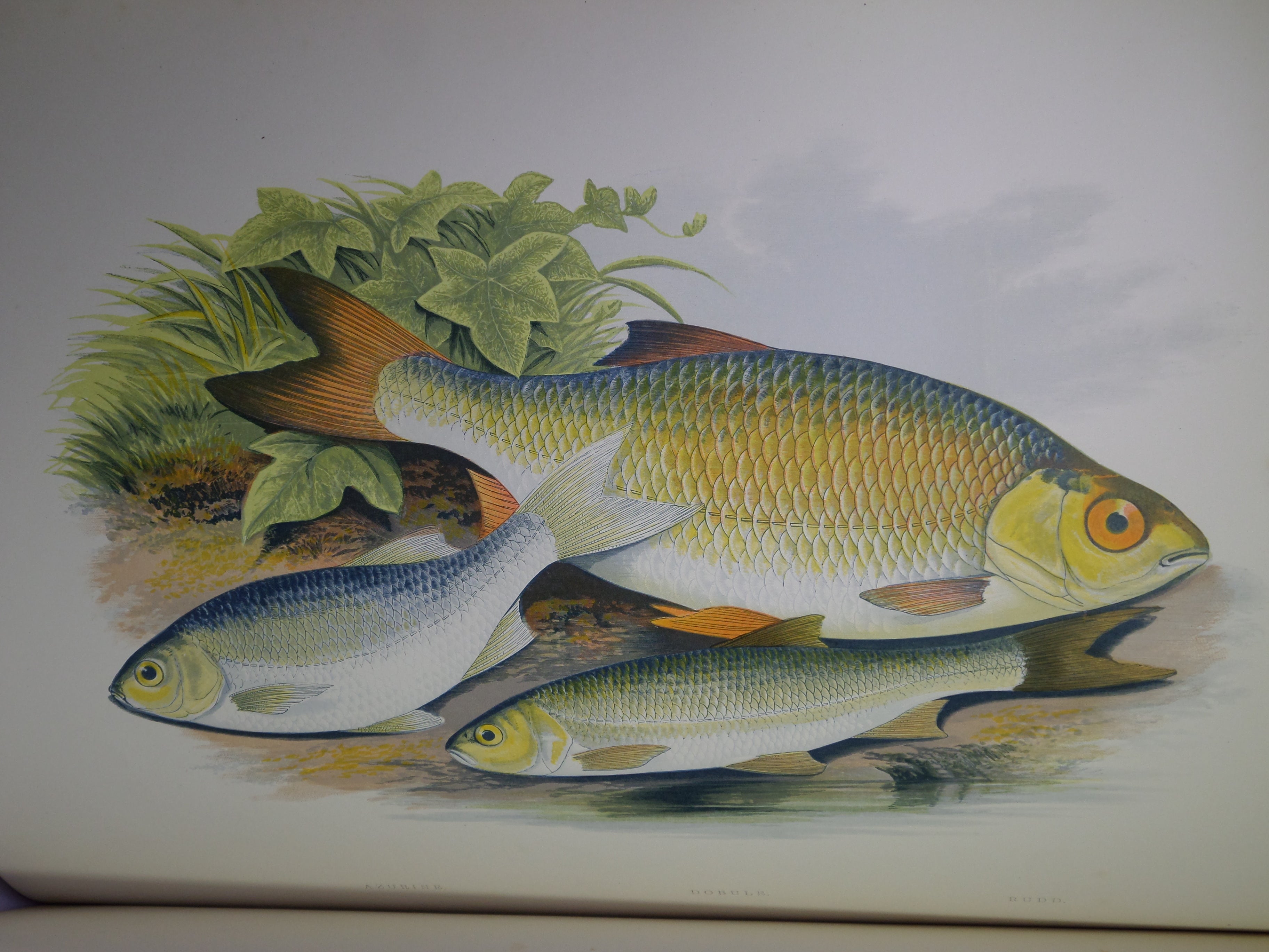 BRITISH FRESH-WATER FISHES BY WILLIAM HOUGHTON 1879 FIRST EDITION IN TWO VOLUMES