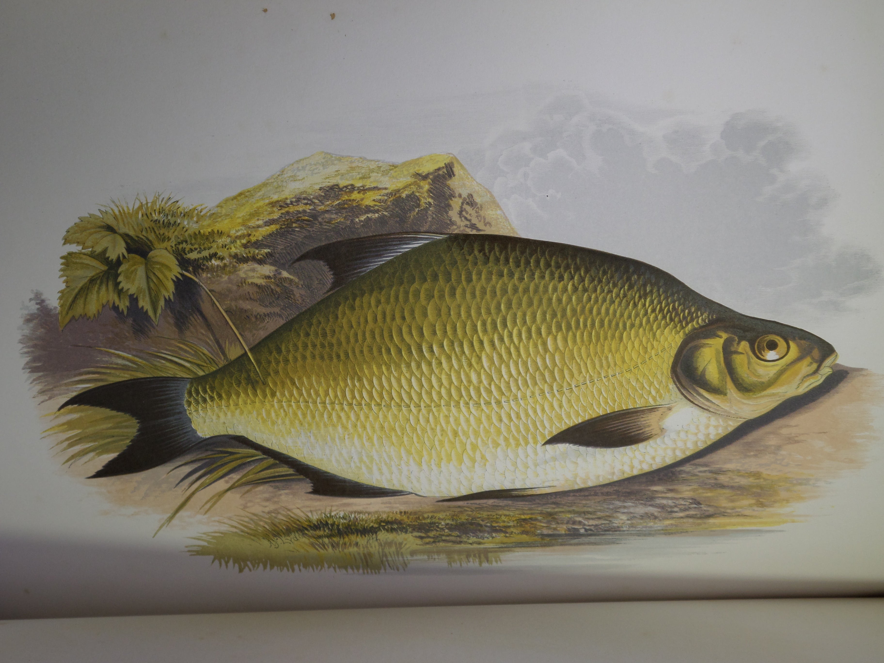 BRITISH FRESH-WATER FISHES BY WILLIAM HOUGHTON 1879 FIRST EDITION IN TWO VOLUMES