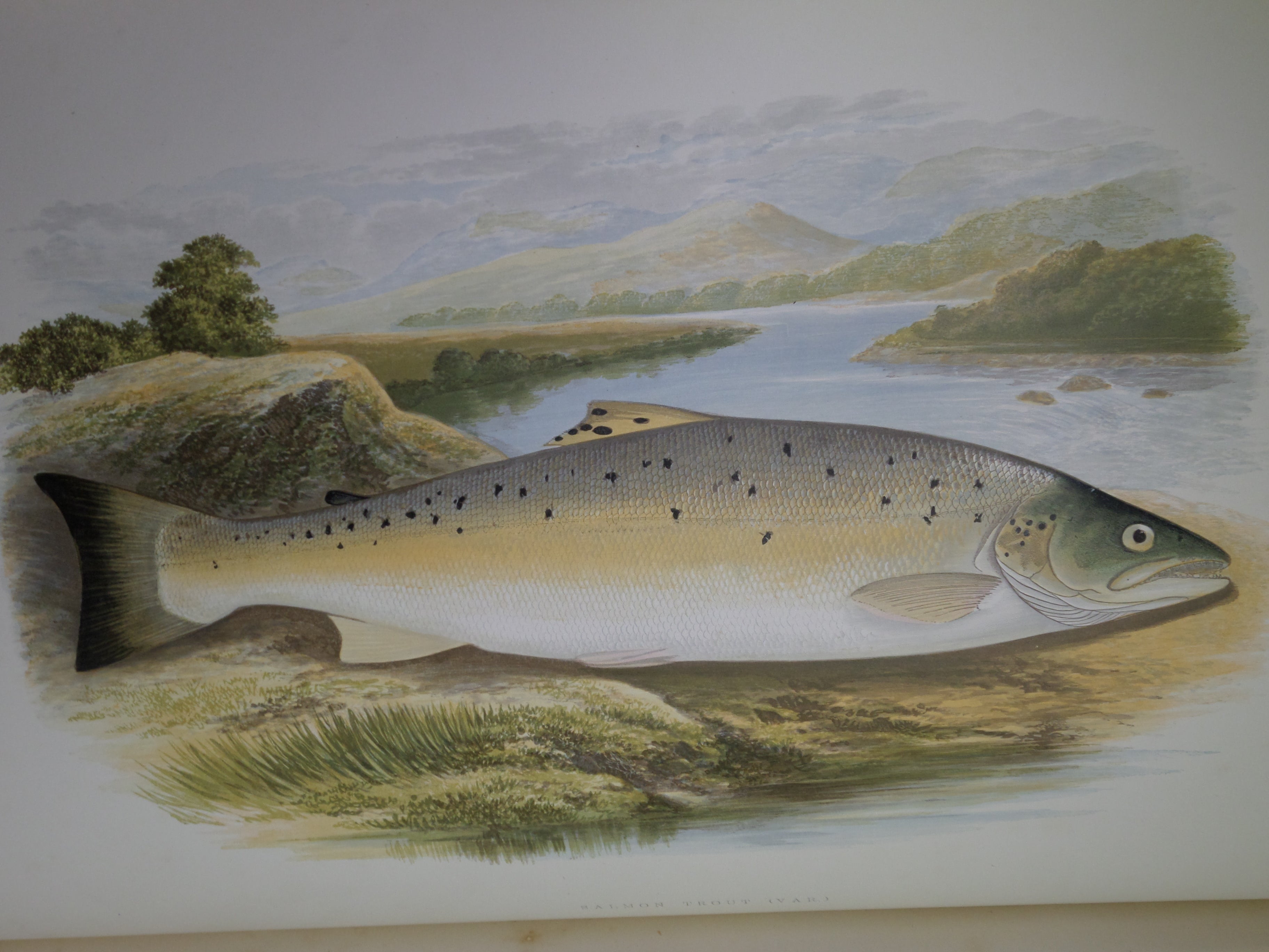 BRITISH FRESH-WATER FISHES BY WILLIAM HOUGHTON 1879 FIRST EDITION IN TWO VOLUMES