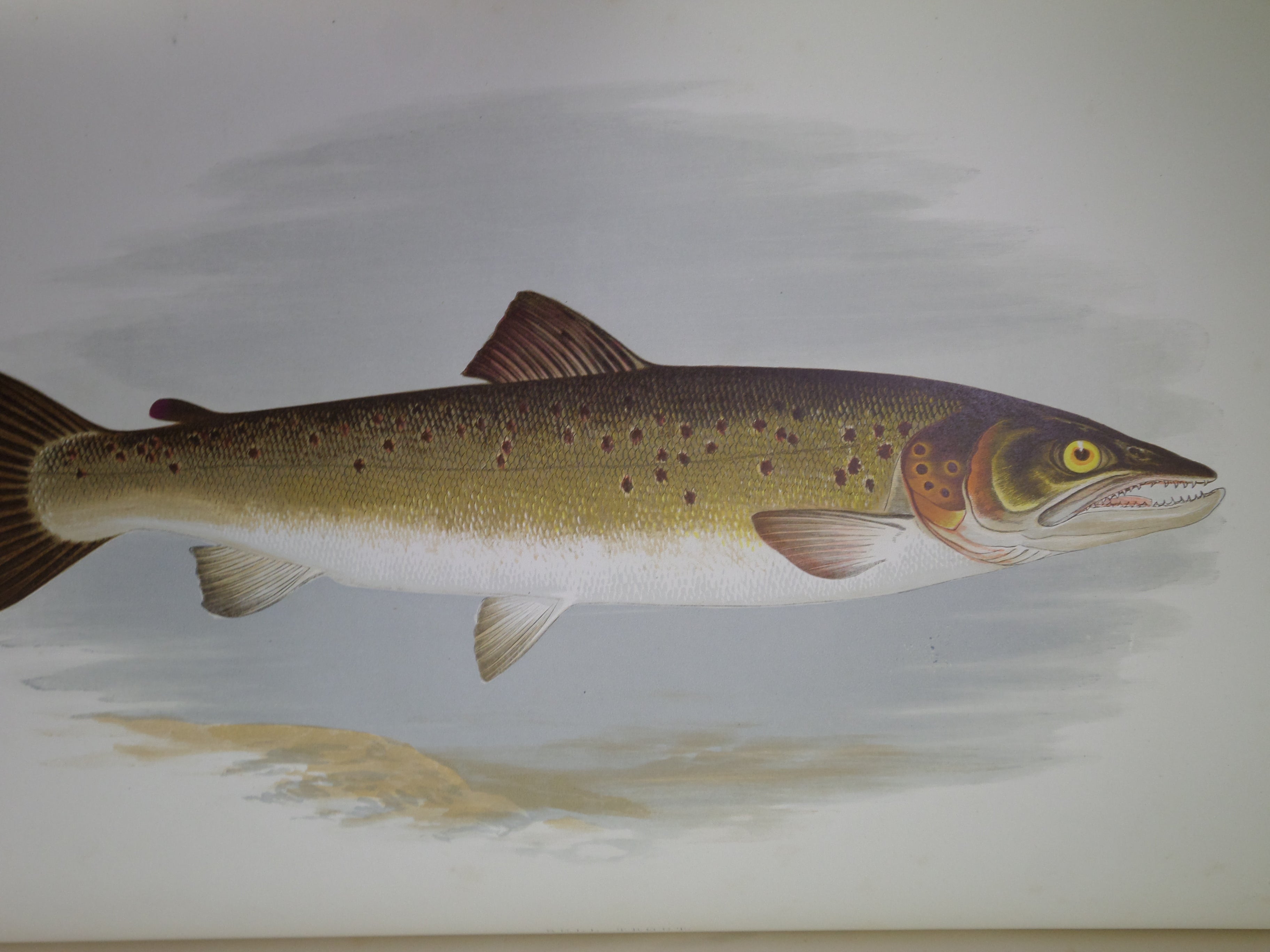 BRITISH FRESH-WATER FISHES BY WILLIAM HOUGHTON 1879 FIRST EDITION IN TWO VOLUMES