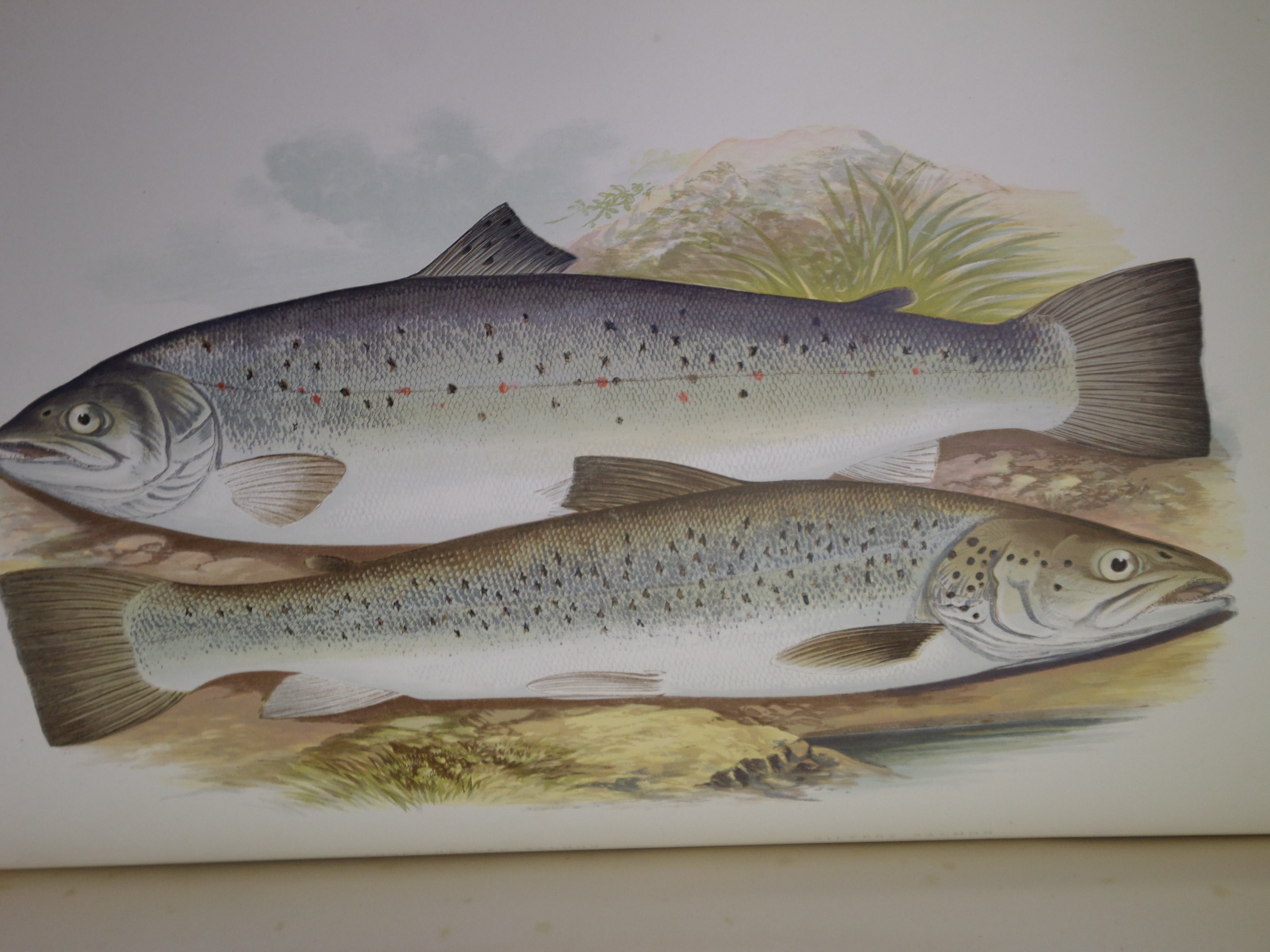 BRITISH FRESH-WATER FISHES BY WILLIAM HOUGHTON 1879 FIRST EDITION IN TWO VOLUMES