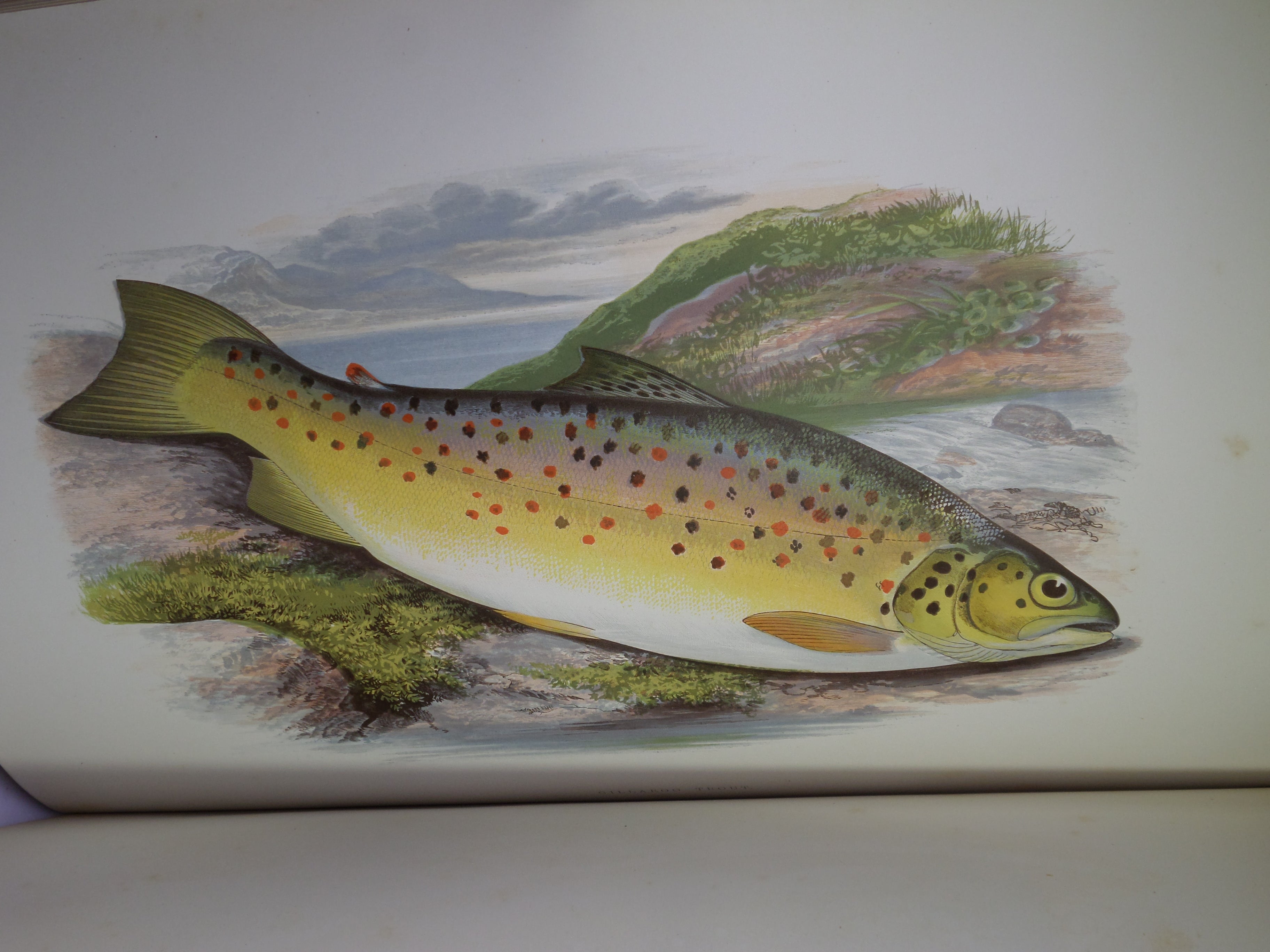 BRITISH FRESH-WATER FISHES BY WILLIAM HOUGHTON 1879 FIRST EDITION IN TWO VOLUMES