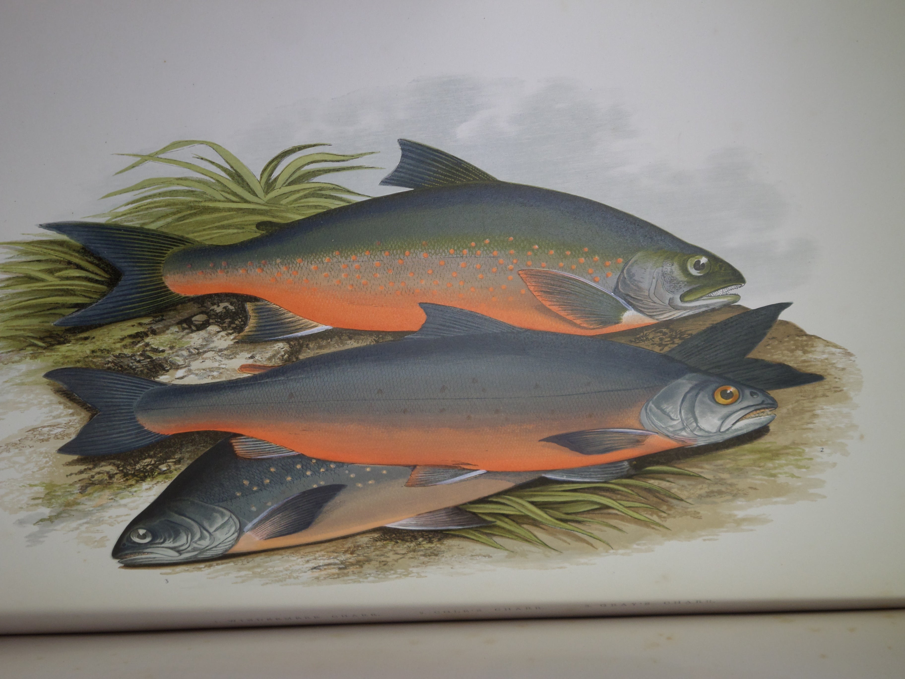 BRITISH FRESH-WATER FISHES BY WILLIAM HOUGHTON 1879 FIRST EDITION IN TWO VOLUMES