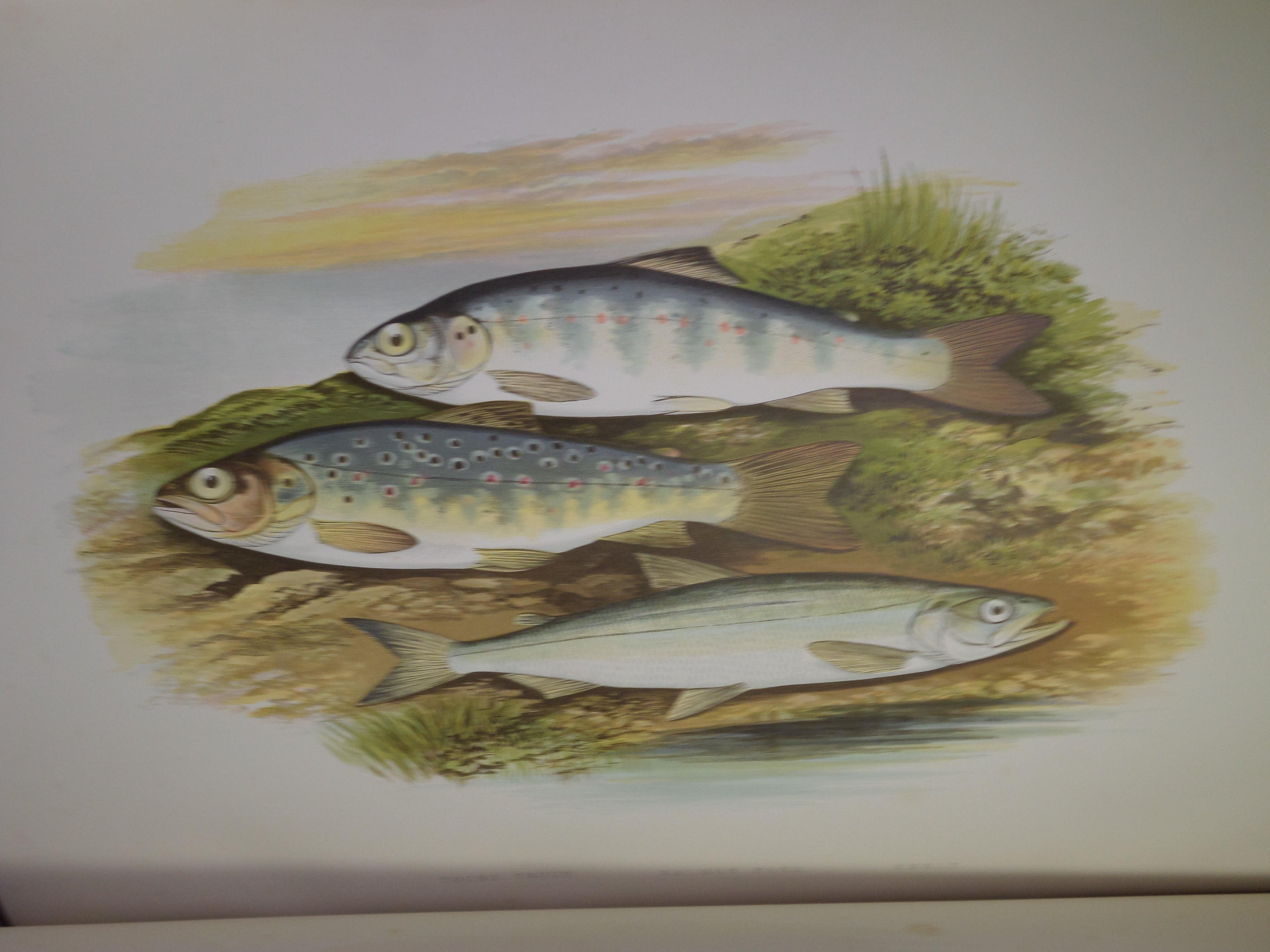 BRITISH FRESH-WATER FISHES BY WILLIAM HOUGHTON 1879 FIRST EDITION IN TWO VOLUMES