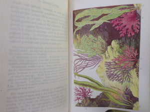 THE SEAWEED COLLECTOR: A HANDY GUIDE TO THE MARINE BOTANIST BY SHIRLEY HIBBERD 1872 FIRST EDITION