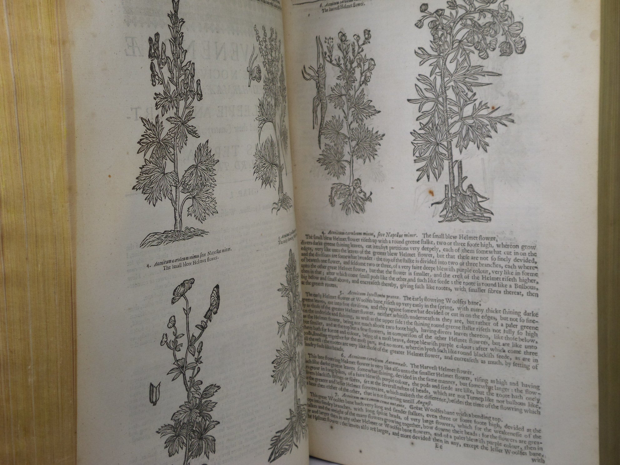 THEATRUM BOTANICUM: THE THEATER OF PLANTS BY JOHN PARKINSON 1640 FIRST EDITION