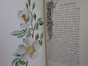 FAMILIAR WILD FLOWERS BY F. EDWARD HULME C. 1880 IN TWO VOLUMES, ILLUSTRATED