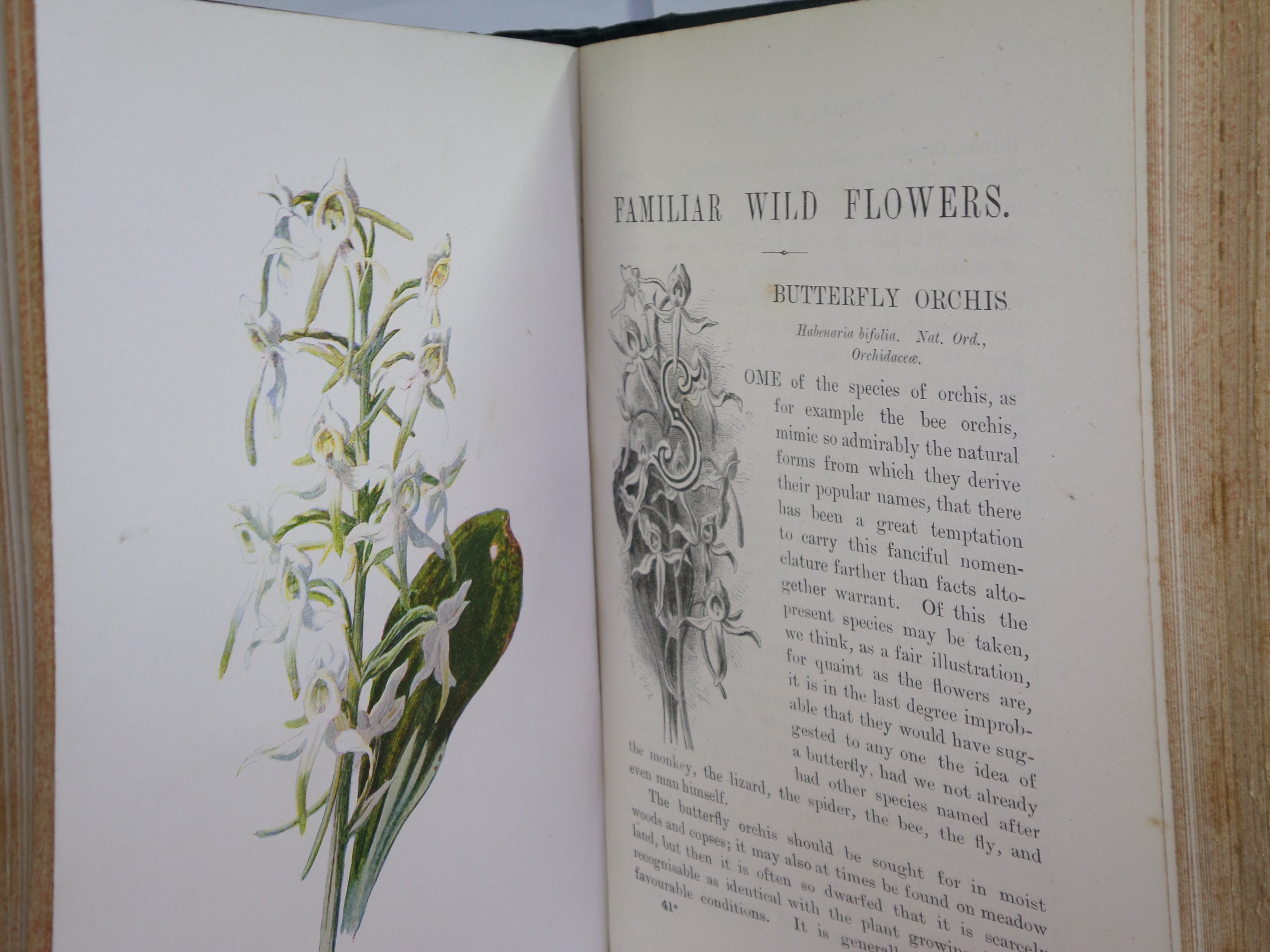 FAMILIAR WILD FLOWERS BY F. EDWARD HULME C. 1880 IN TWO VOLUMES, ILLUSTRATED