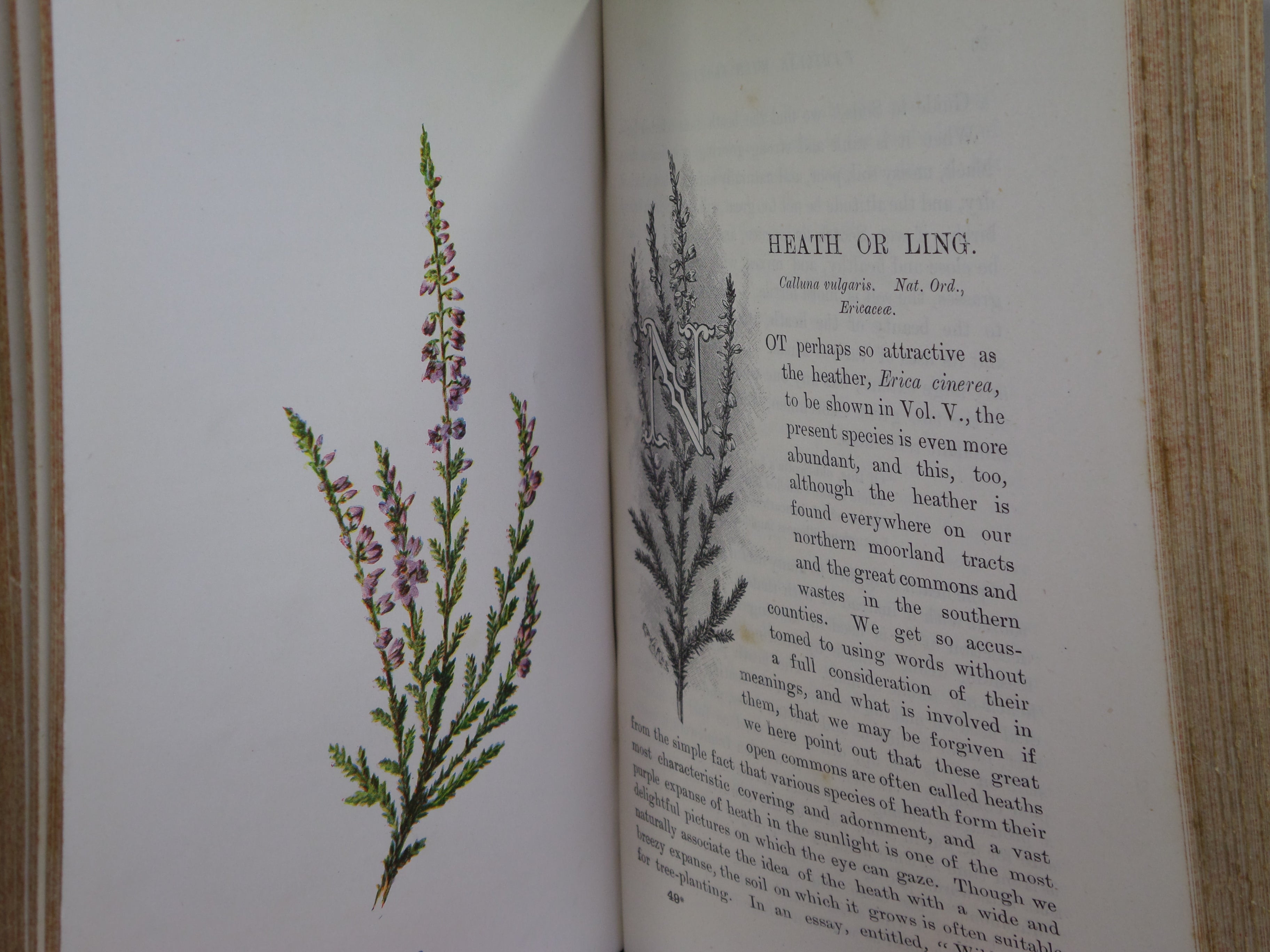 FAMILIAR WILD FLOWERS BY F. EDWARD HULME C. 1880 IN TWO VOLUMES, ILLUSTRATED