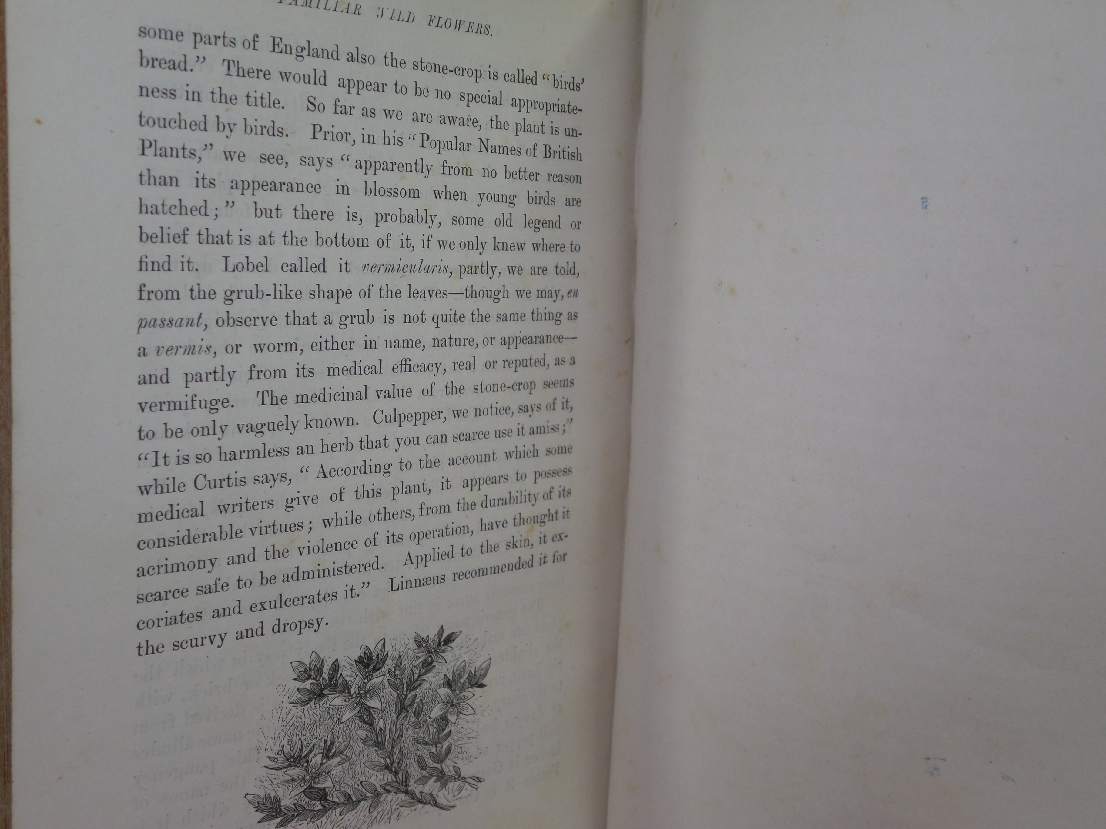 FAMILIAR WILD FLOWERS BY F. EDWARD HULME C. 1880 IN TWO VOLUMES, ILLUSTRATED