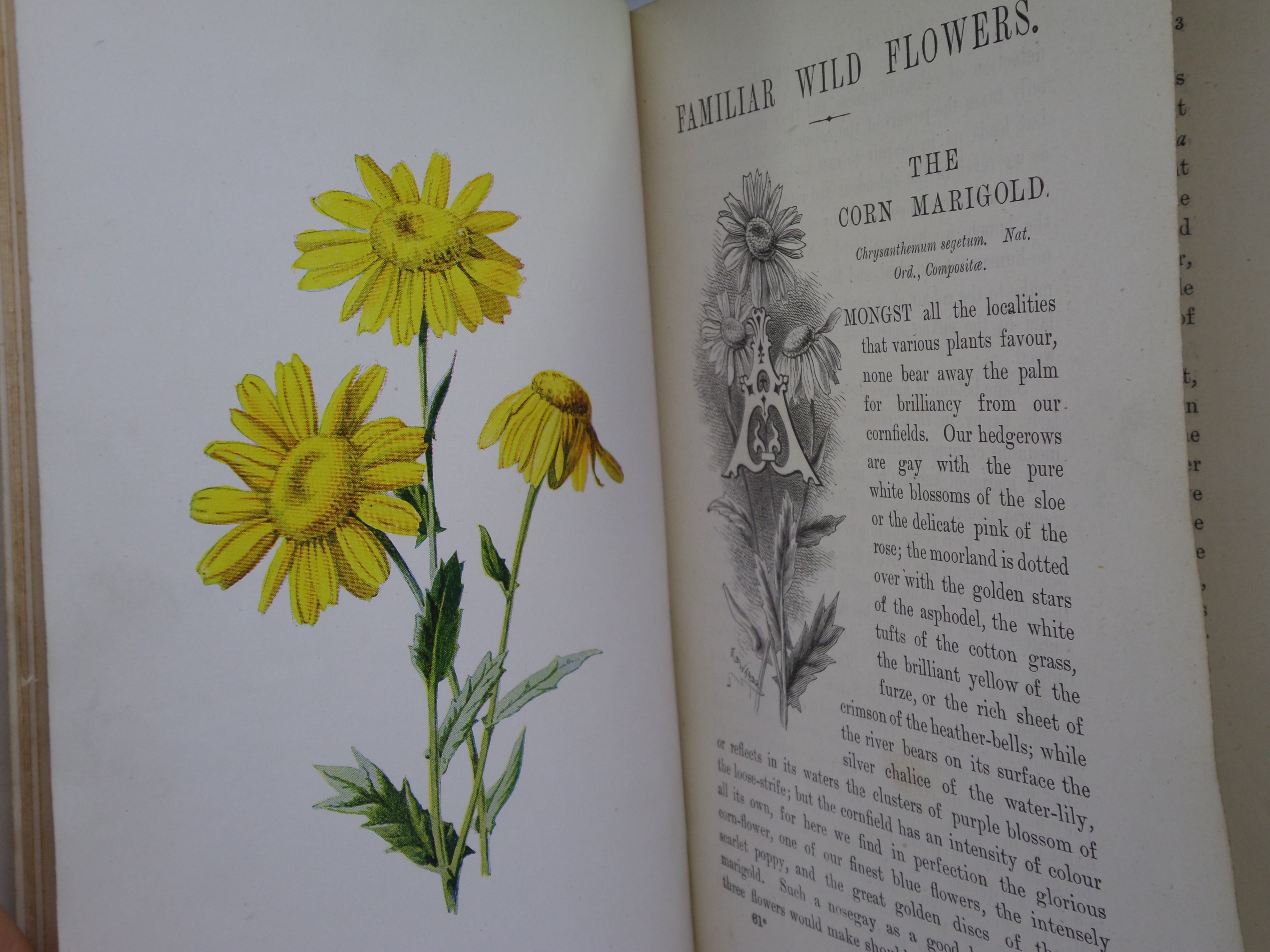 FAMILIAR WILD FLOWERS BY F. EDWARD HULME C. 1880 IN TWO VOLUMES, ILLUSTRATED