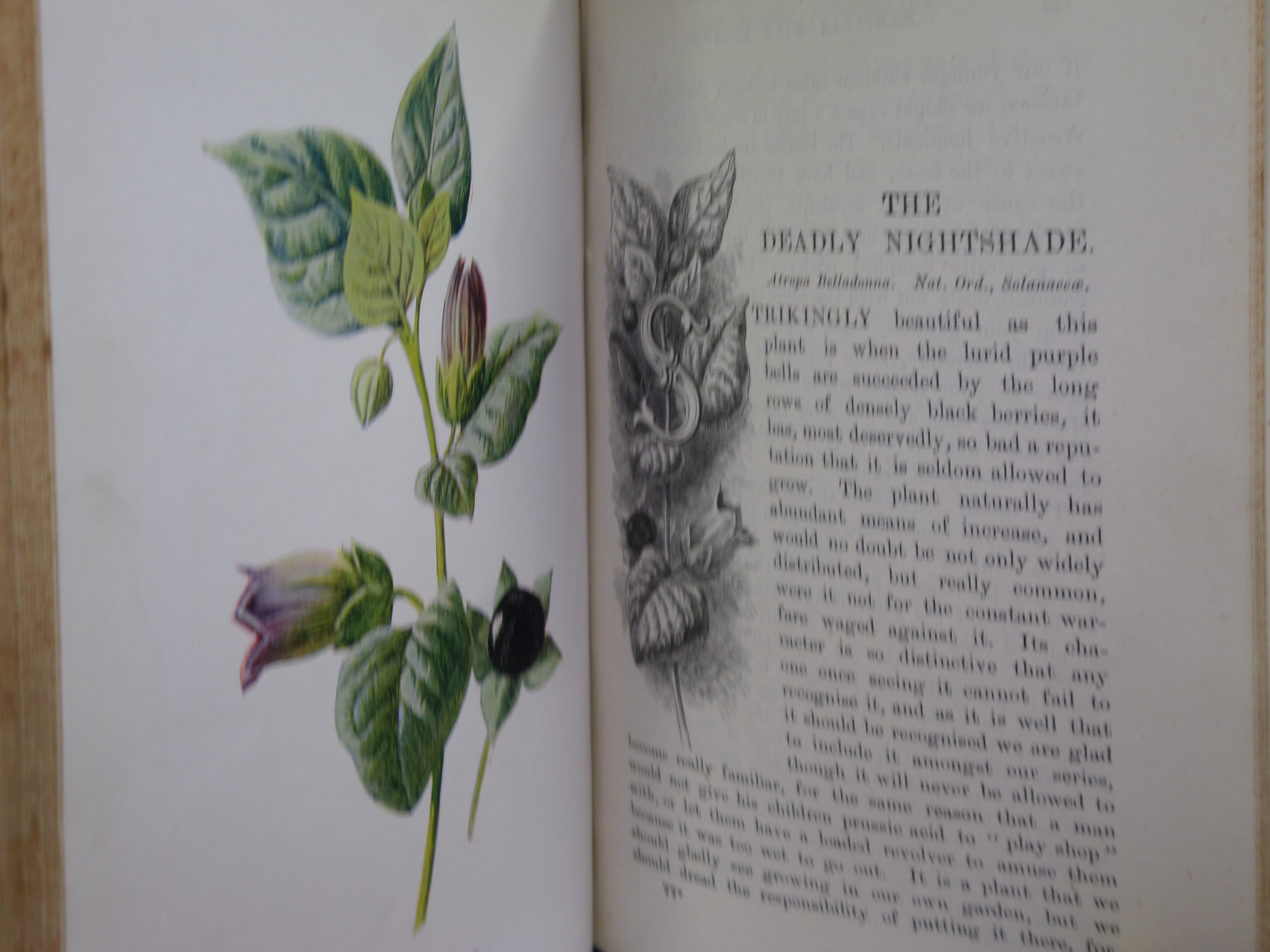 FAMILIAR WILD FLOWERS BY F. EDWARD HULME C. 1880 IN TWO VOLUMES, ILLUSTRATED