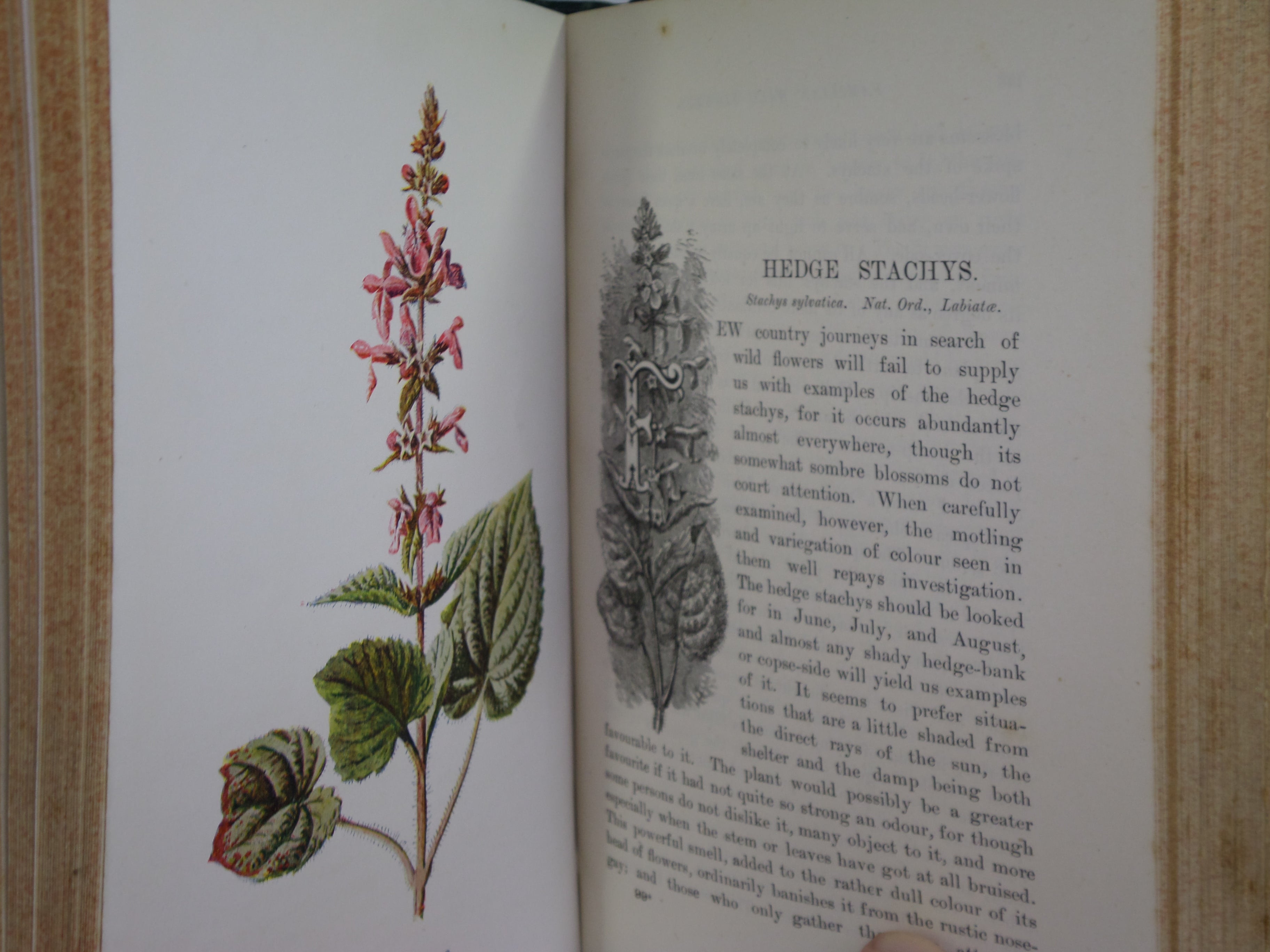 FAMILIAR WILD FLOWERS BY F. EDWARD HULME C. 1880 IN TWO VOLUMES, ILLUSTRATED