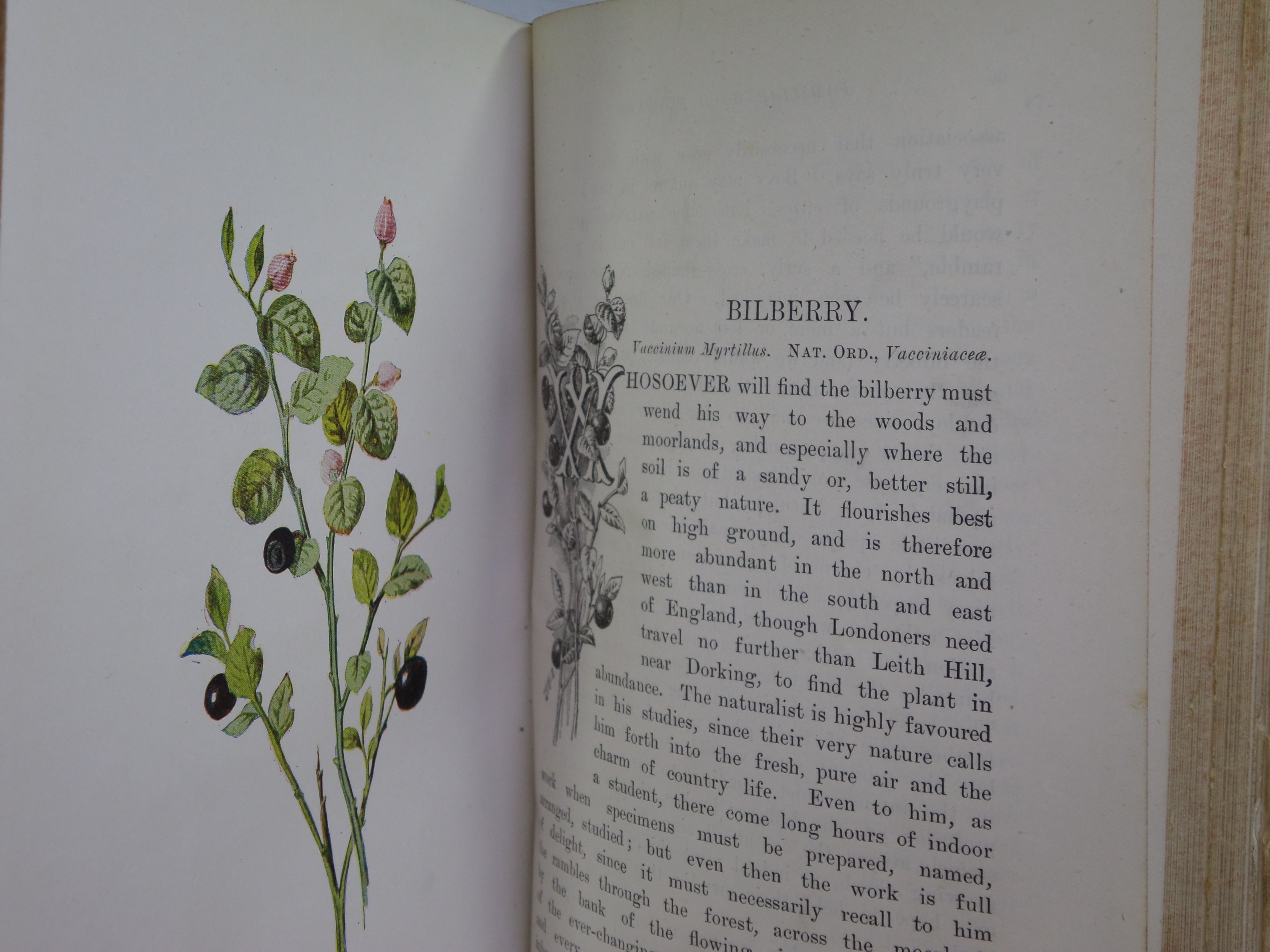 FAMILIAR WILD FLOWERS BY F. EDWARD HULME C. 1880 IN TWO VOLUMES, ILLUSTRATED