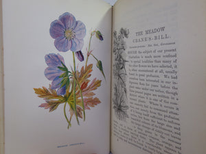 FAMILIAR WILD FLOWERS BY F. EDWARD HULME C. 1880 IN SEVEN VOLUMES, ILLUSTRATED