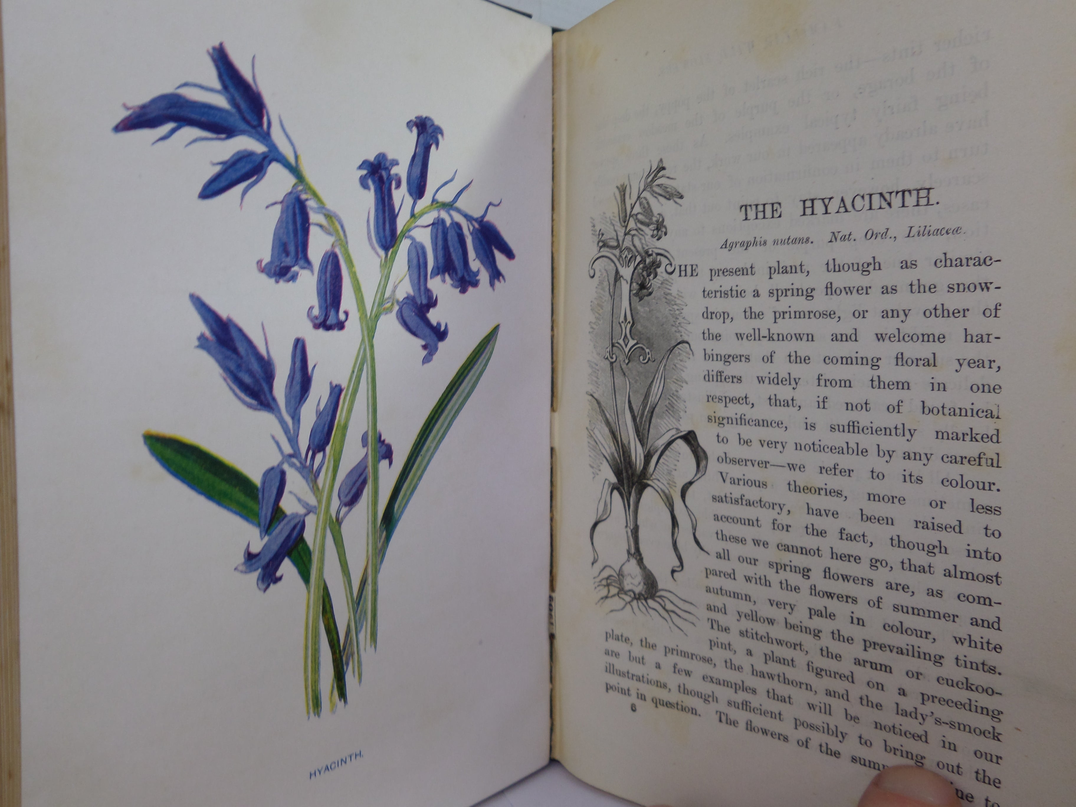 FAMILIAR WILD FLOWERS BY F. EDWARD HULME C. 1880 IN SEVEN VOLUMES, ILLUSTRATED