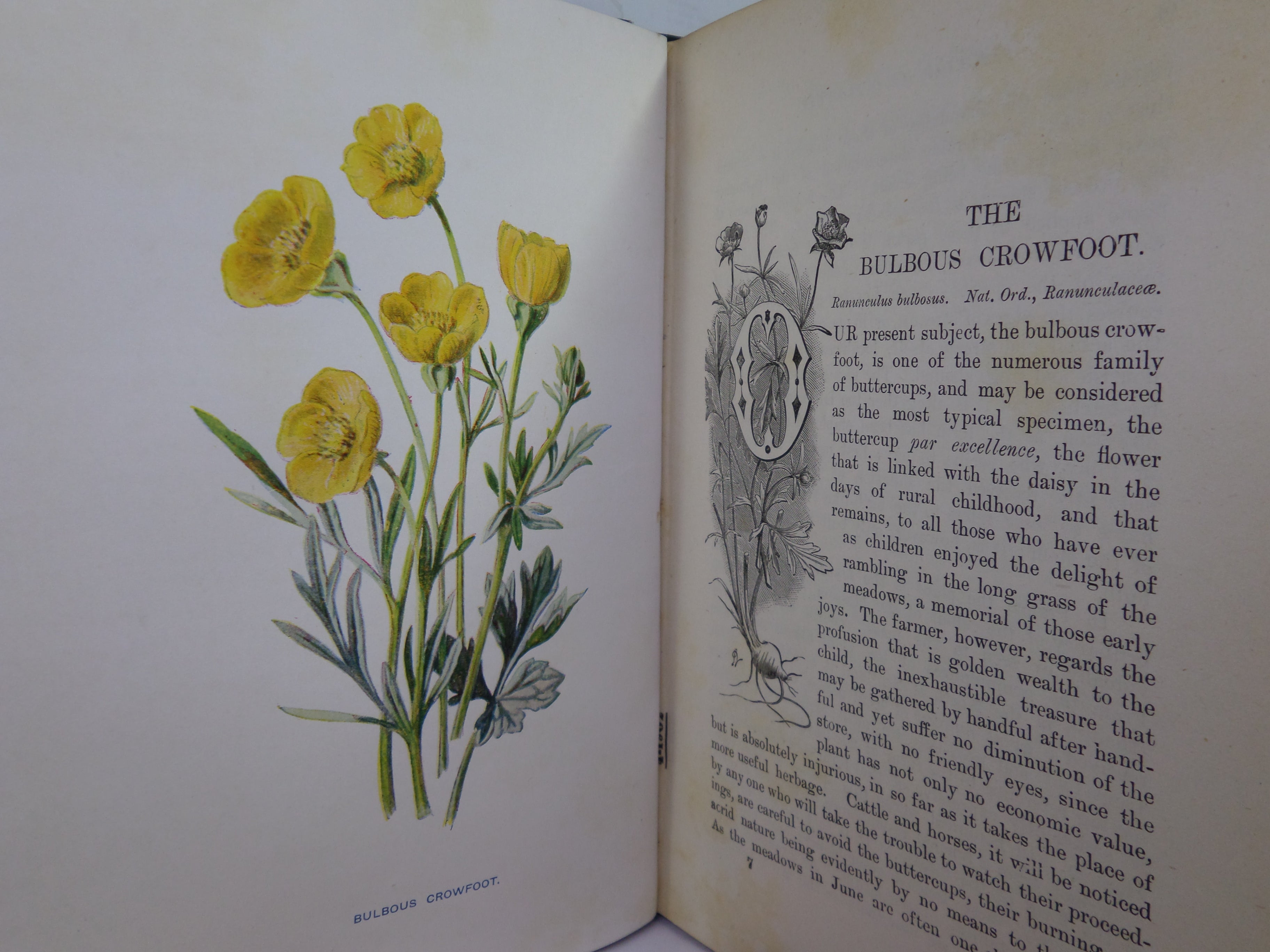 FAMILIAR WILD FLOWERS BY F. EDWARD HULME C. 1880 IN SEVEN VOLUMES, ILLUSTRATED