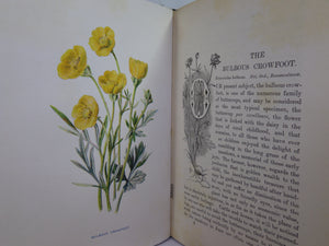 FAMILIAR WILD FLOWERS BY F. EDWARD HULME C. 1880 IN SEVEN VOLUMES, ILLUSTRATED