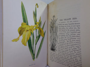 FAMILIAR WILD FLOWERS BY F. EDWARD HULME C. 1880 IN SEVEN VOLUMES, ILLUSTRATED