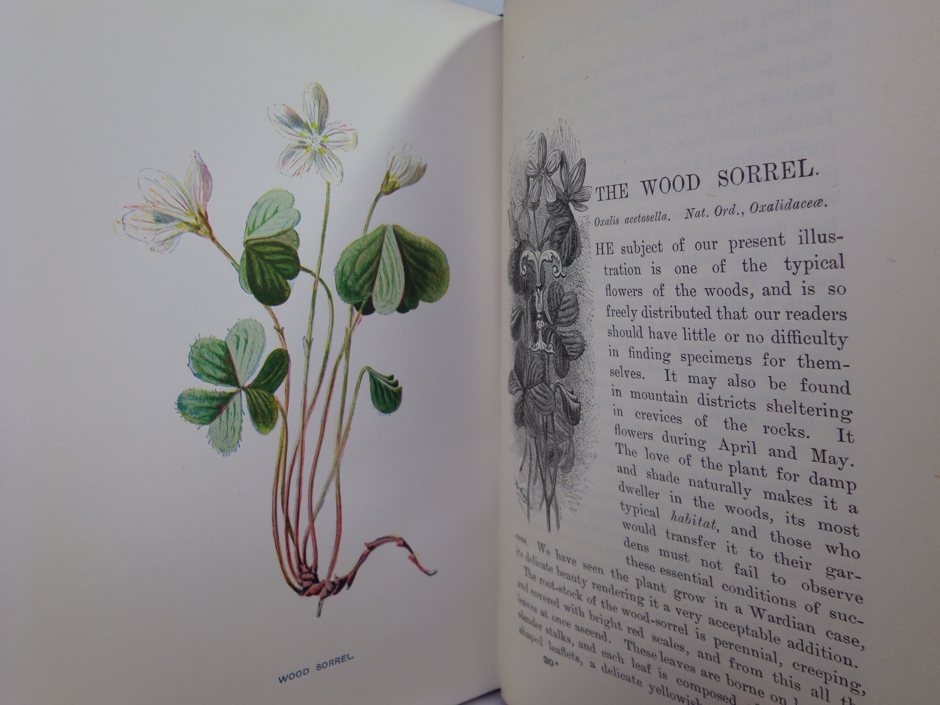 FAMILIAR WILD FLOWERS BY F. EDWARD HULME C. 1880 IN SEVEN VOLUMES, ILLUSTRATED