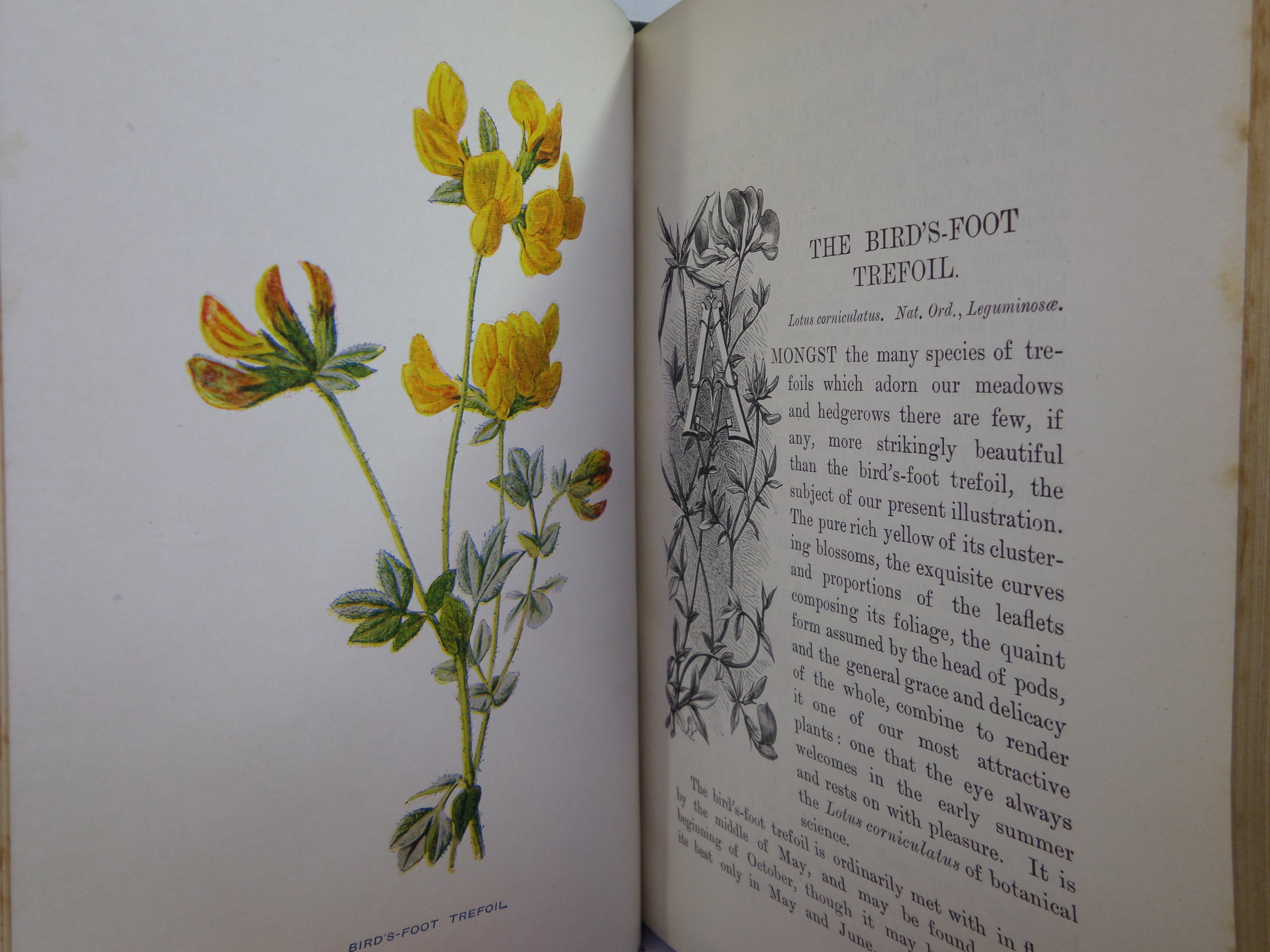 FAMILIAR WILD FLOWERS BY F. EDWARD HULME C. 1880 IN SEVEN VOLUMES, ILLUSTRATED