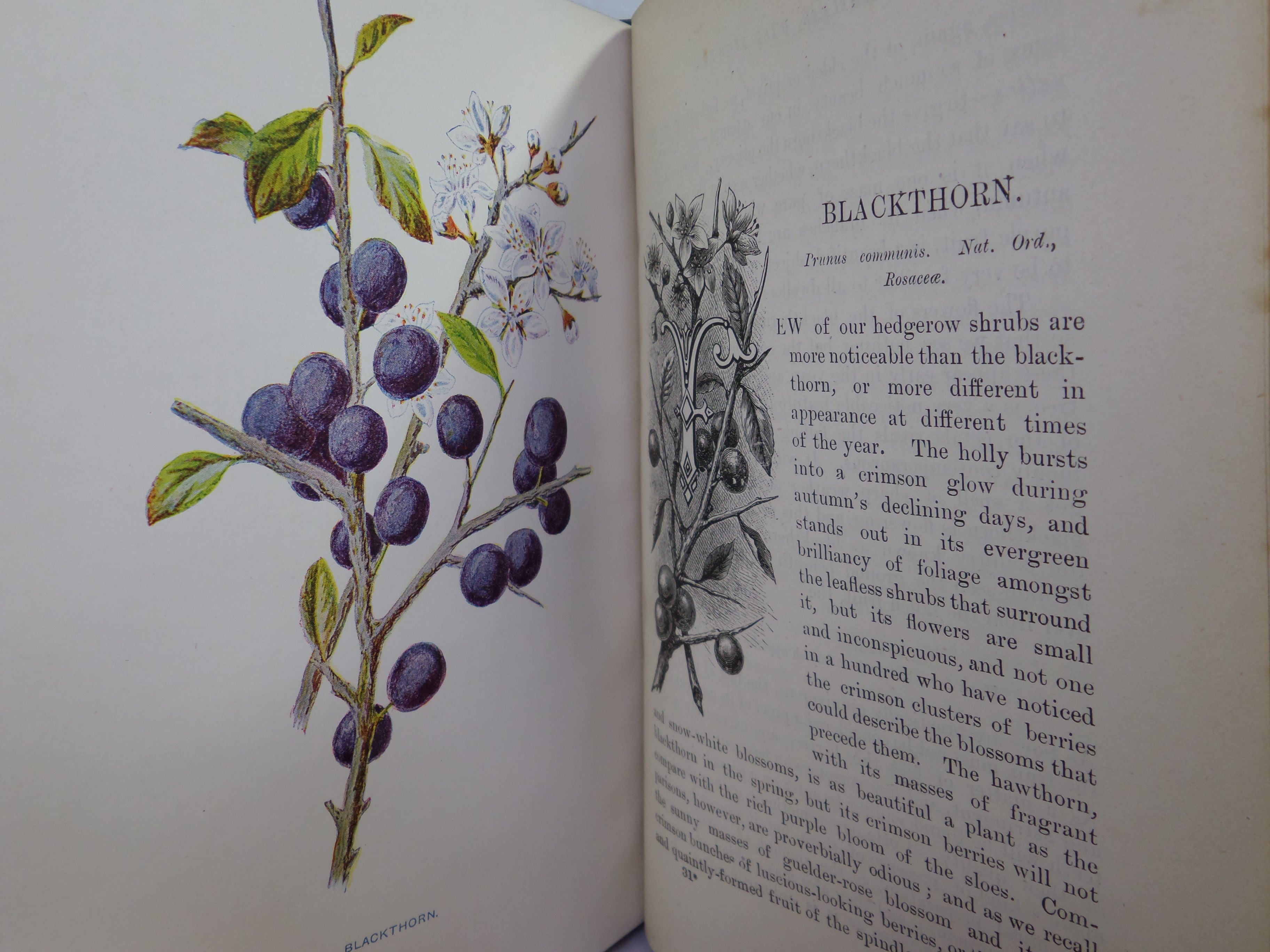 FAMILIAR WILD FLOWERS BY F. EDWARD HULME C. 1880 IN SEVEN VOLUMES, ILLUSTRATED