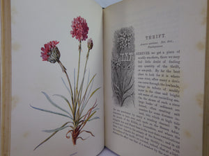 FAMILIAR WILD FLOWERS BY F. EDWARD HULME C. 1880 IN SEVEN VOLUMES, ILLUSTRATED