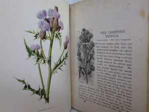 FAMILIAR WILD FLOWERS BY F. EDWARD HULME C. 1880 IN SEVEN VOLUMES, ILLUSTRATED