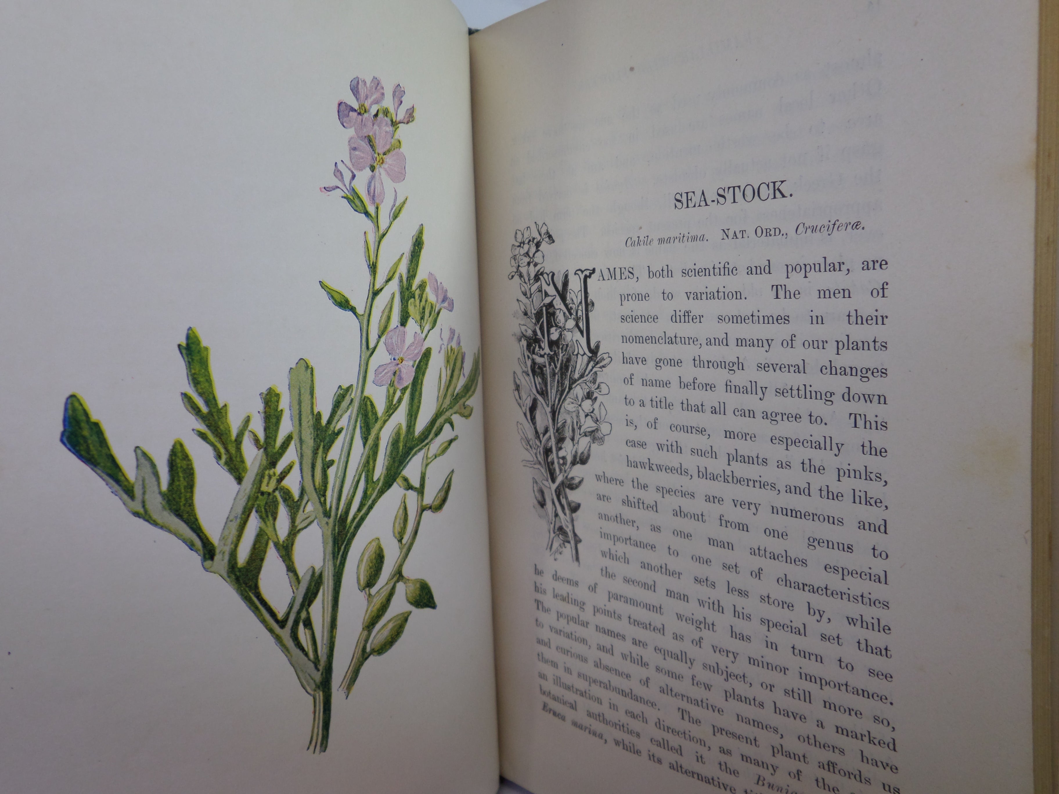 FAMILIAR WILD FLOWERS BY F. EDWARD HULME C. 1880 IN SEVEN VOLUMES, ILLUSTRATED