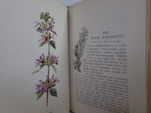 FAMILIAR WILD FLOWERS BY F. EDWARD HULME C. 1880 IN SEVEN VOLUMES, ILLUSTRATED