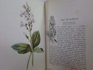 FAMILIAR WILD FLOWERS BY F. EDWARD HULME C. 1880 IN SEVEN VOLUMES, ILLUSTRATED