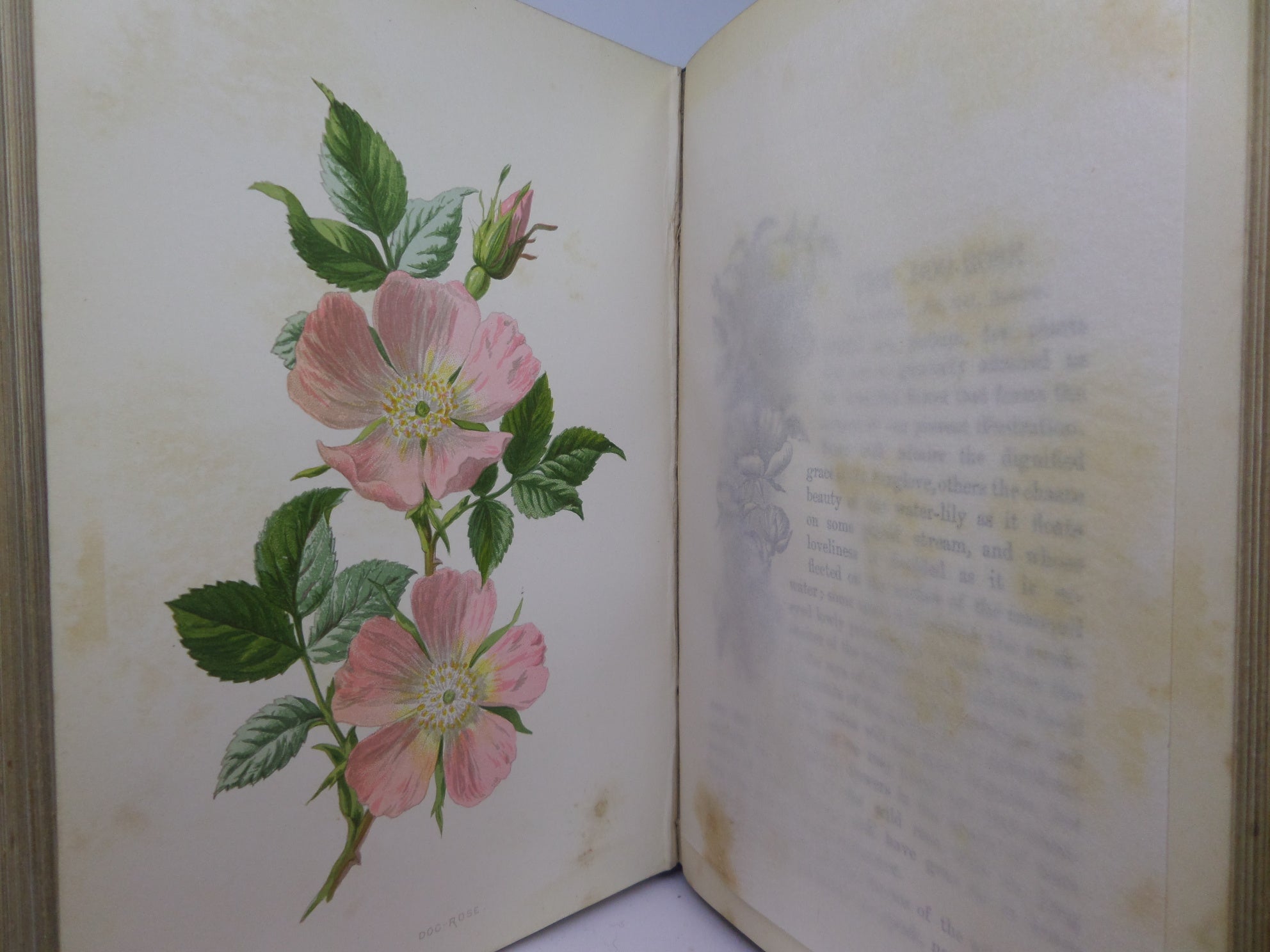 FAMILIAR WILD FLOWERS BY F. EDWARD HULME CA.1880 FIVE VOLUMES COLOUR ILLUSTRATED