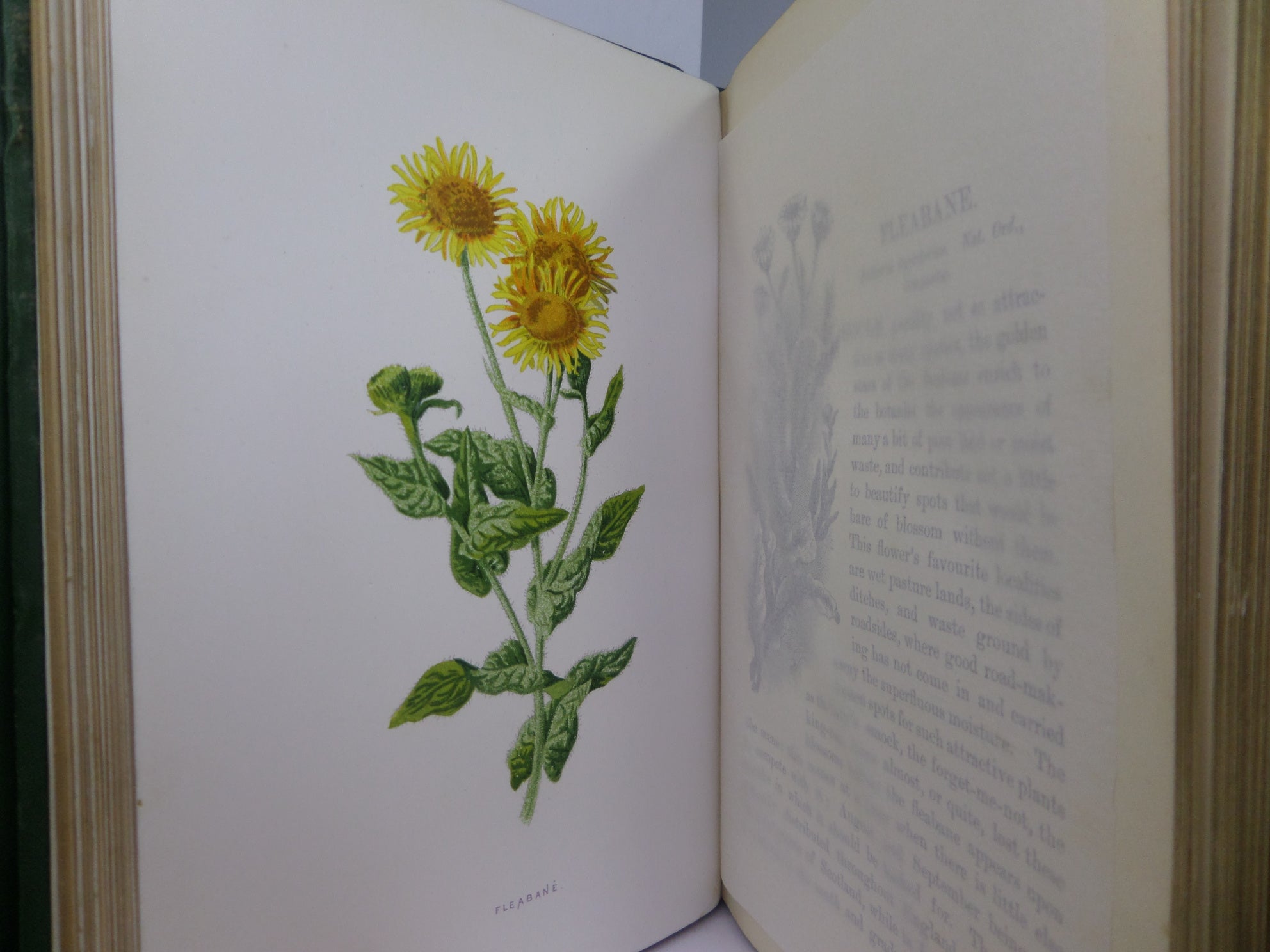 FAMILIAR WILD FLOWERS BY F. EDWARD HULME CA.1880 FIVE VOLUMES COLOUR ILLUSTRATED