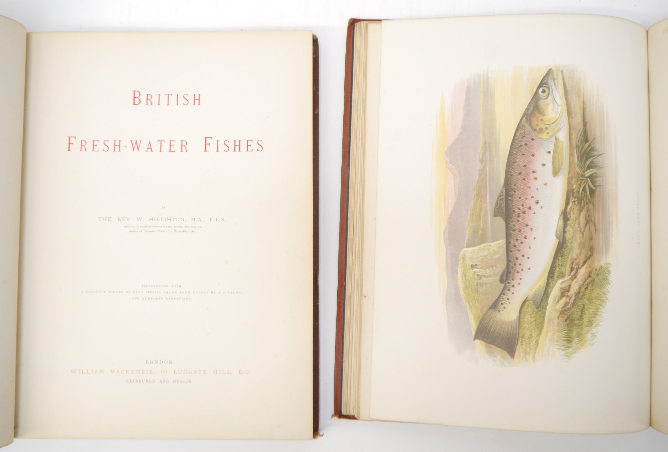 BRITISH FRESH-WATER FISHES BY WILLIAM HOUGHTON 1879 FIRST EDITION IN TWO VOLUMES