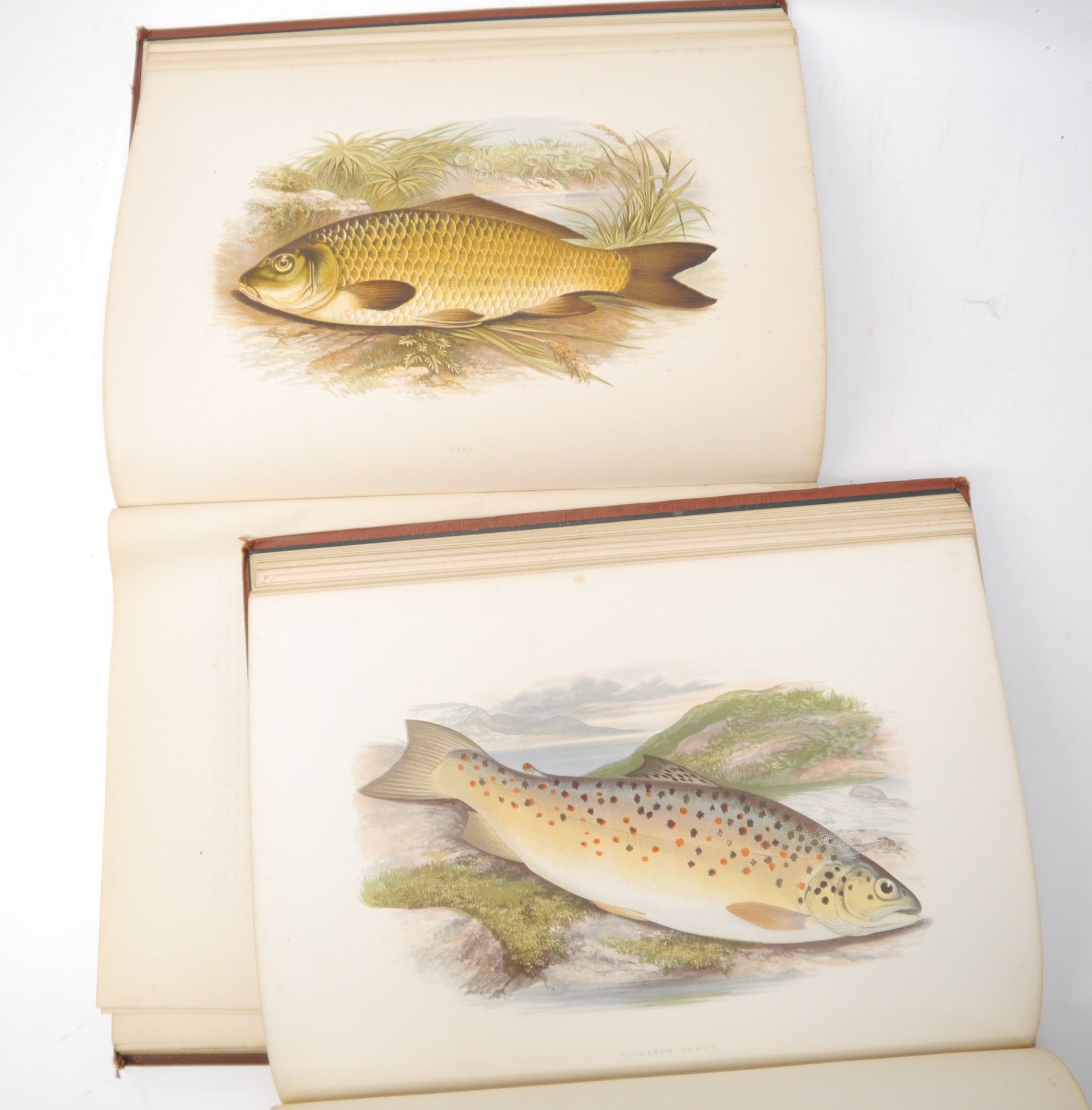 BRITISH FRESH-WATER FISHES BY WILLIAM HOUGHTON 1879 FIRST EDITION IN TWO VOLUMES