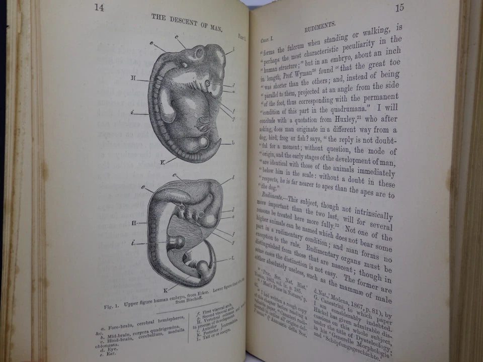 THE DESCENT OF MAN BY CHARLES DARWIN 1888 IN TWO VOLUMES