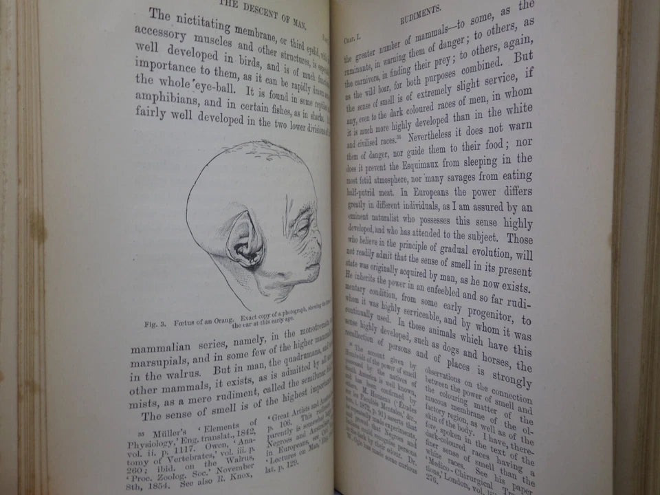 THE DESCENT OF MAN BY CHARLES DARWIN 1888 IN TWO VOLUMES