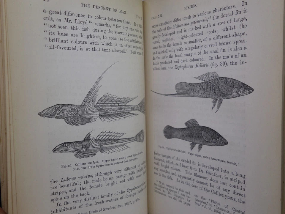 THE DESCENT OF MAN BY CHARLES DARWIN 1888 IN TWO VOLUMES