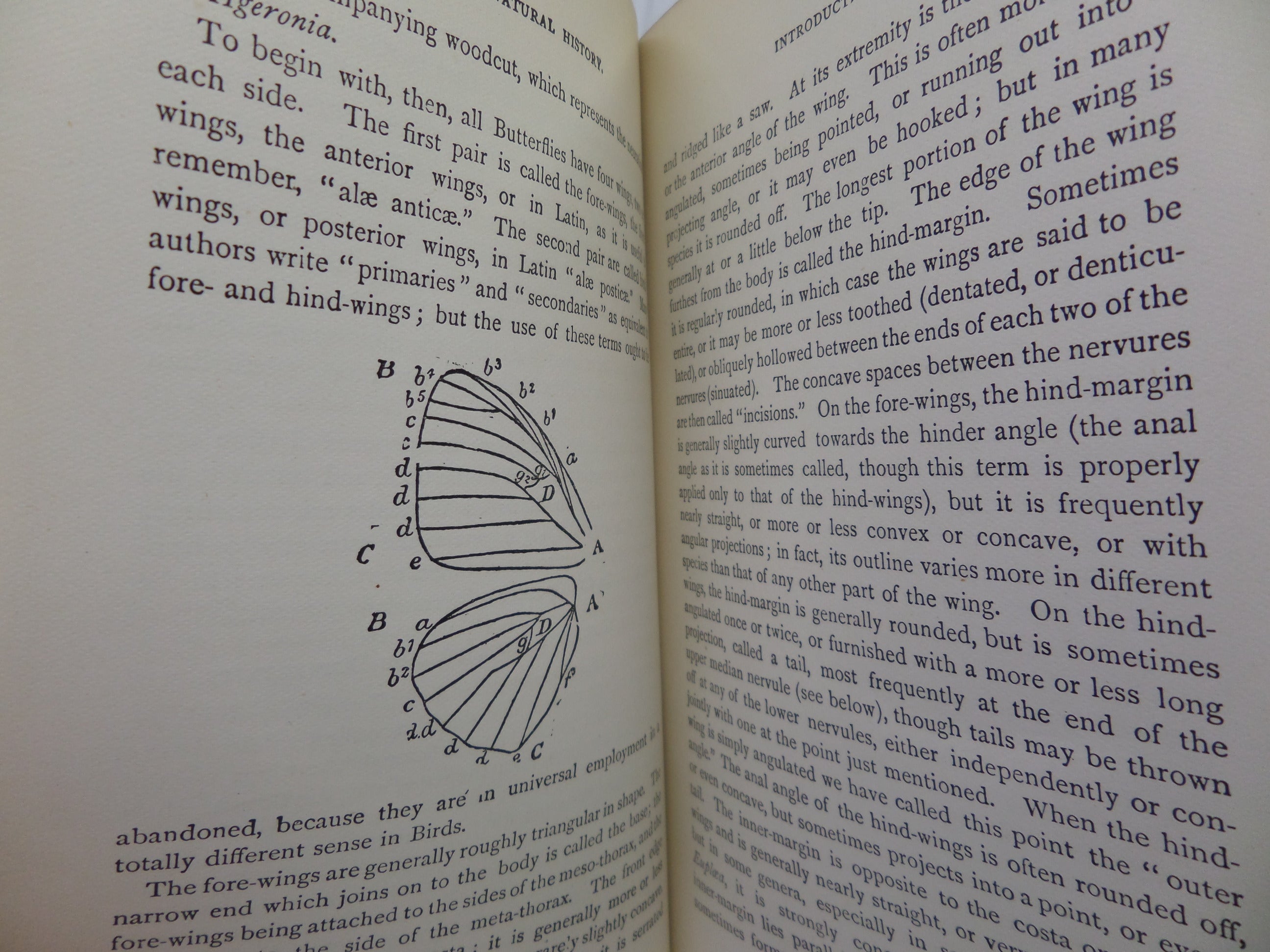 A HAND-BOOK TO THE ORDER LEPIDOPTERA [BUTTERFLIES & MOTHS] BY W.F. KIRBY 1896-97