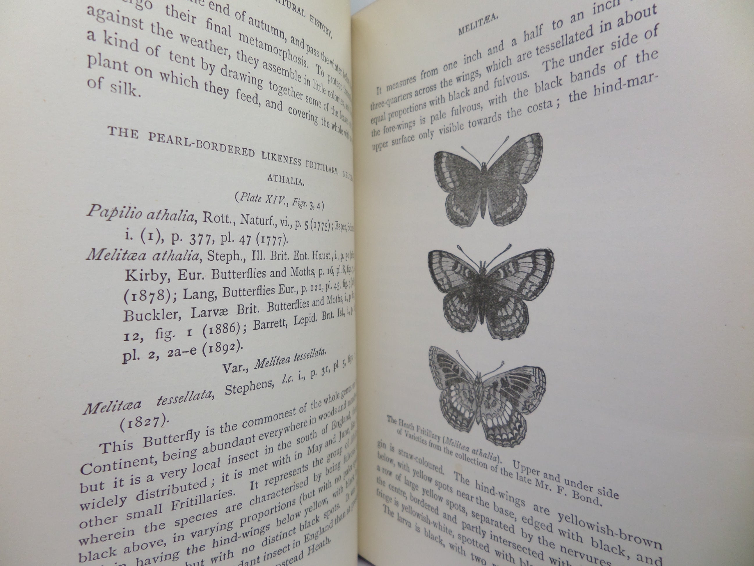 A HAND-BOOK TO THE ORDER LEPIDOPTERA [BUTTERFLIES & MOTHS] BY W.F. KIRBY 1896-97