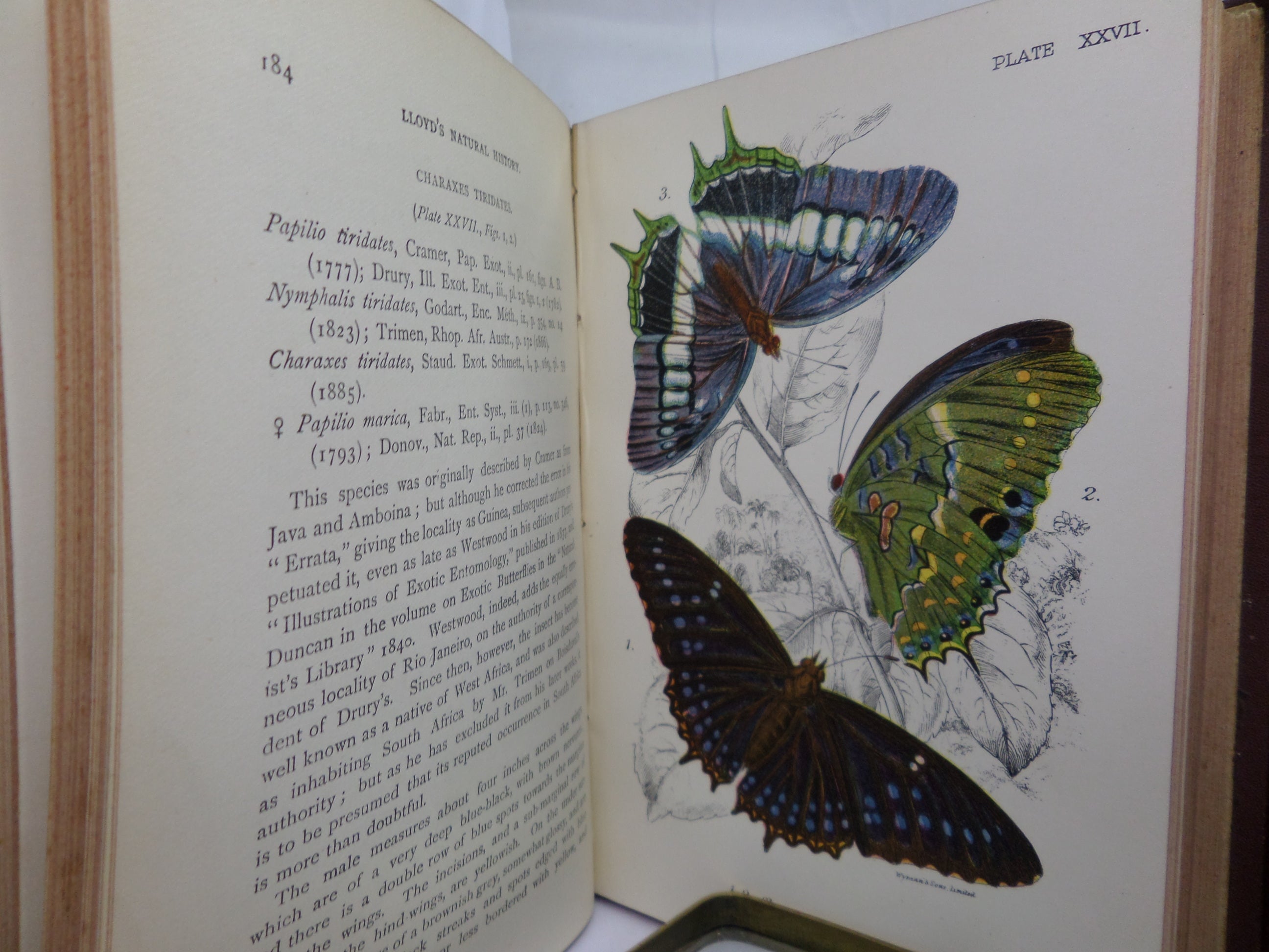 A HAND-BOOK TO THE ORDER LEPIDOPTERA [BUTTERFLIES & MOTHS] BY W.F. KIRBY 1896-97