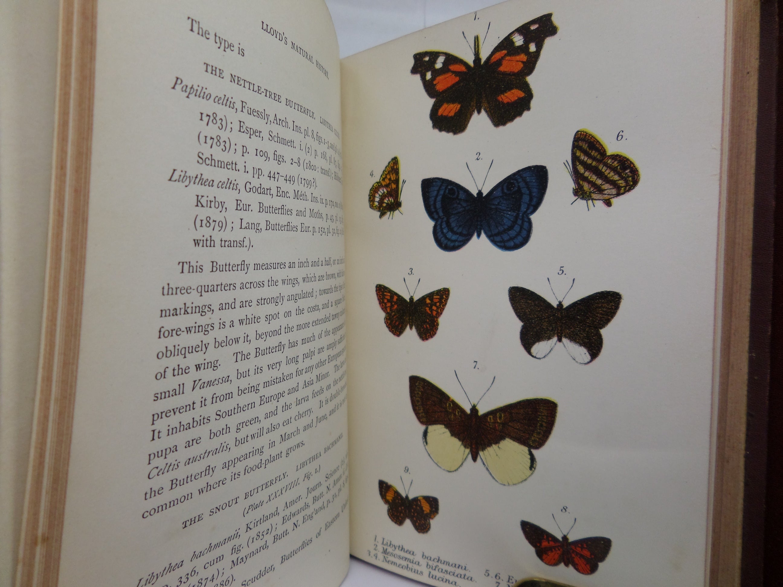 A HAND-BOOK TO THE ORDER LEPIDOPTERA [BUTTERFLIES & MOTHS] BY W.F. KIRBY 1896-97