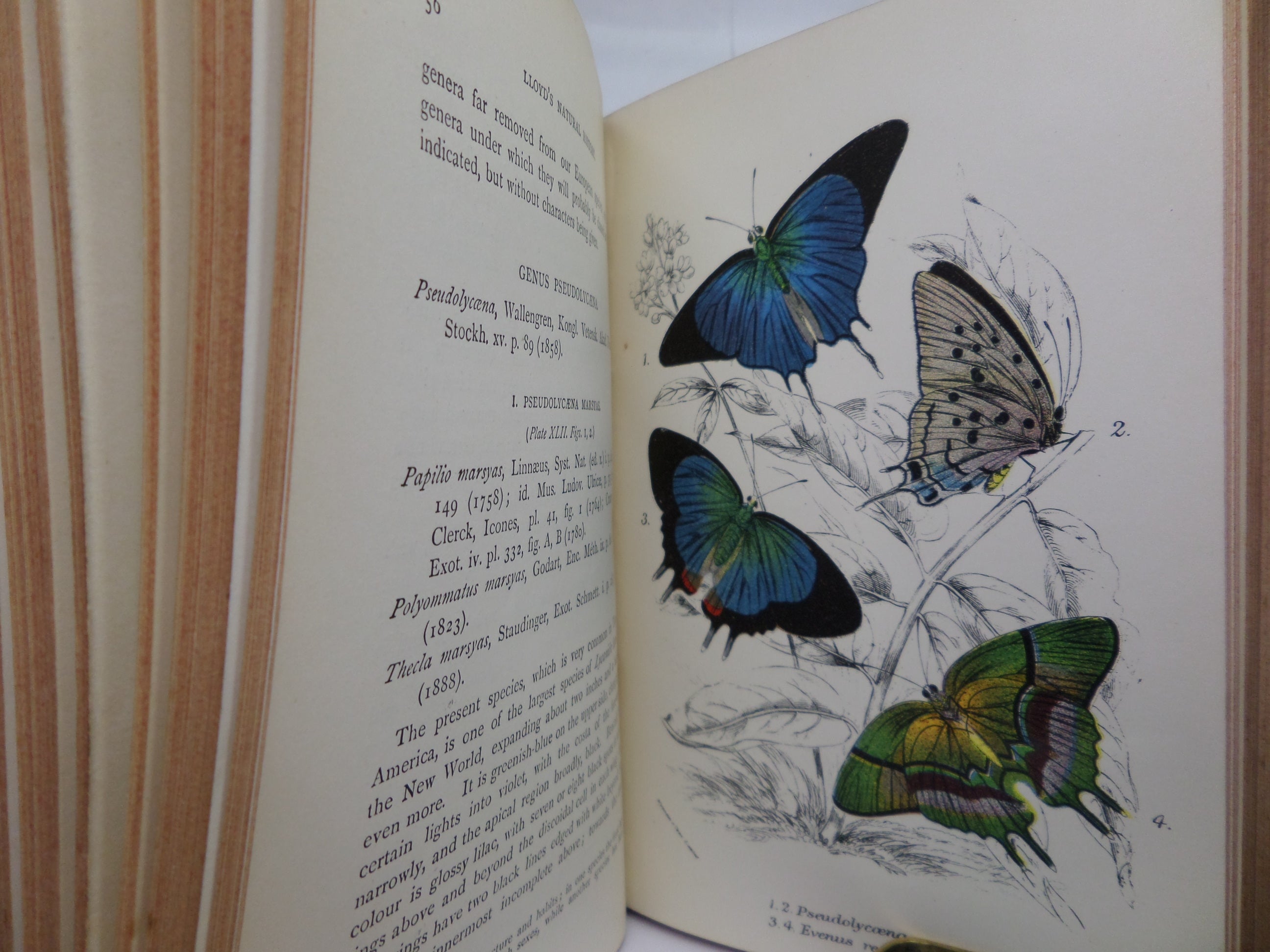 A HAND-BOOK TO THE ORDER LEPIDOPTERA [BUTTERFLIES & MOTHS] BY W.F. KIRBY 1896-97